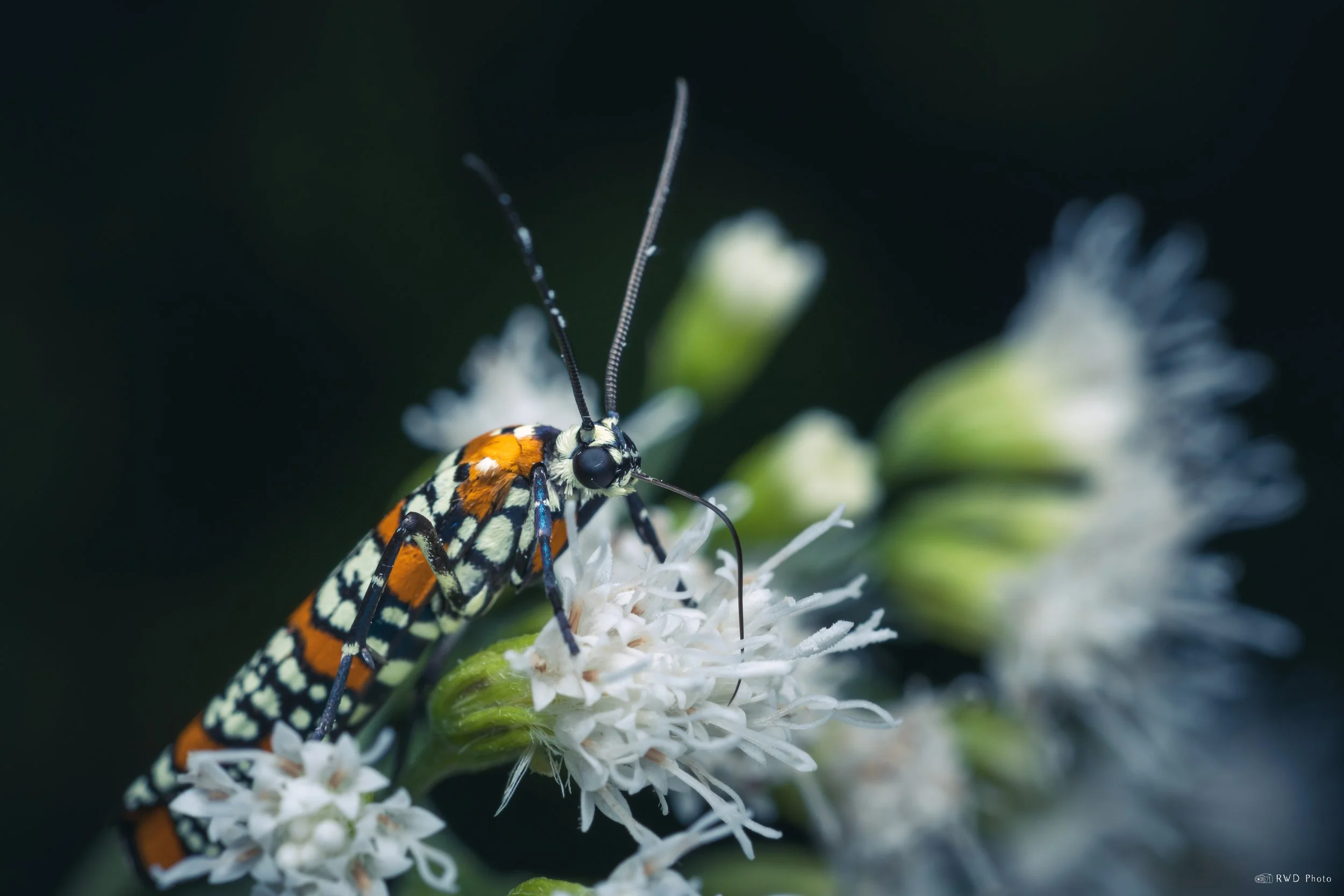 091425-AilanthusWebwormMoth.jpg