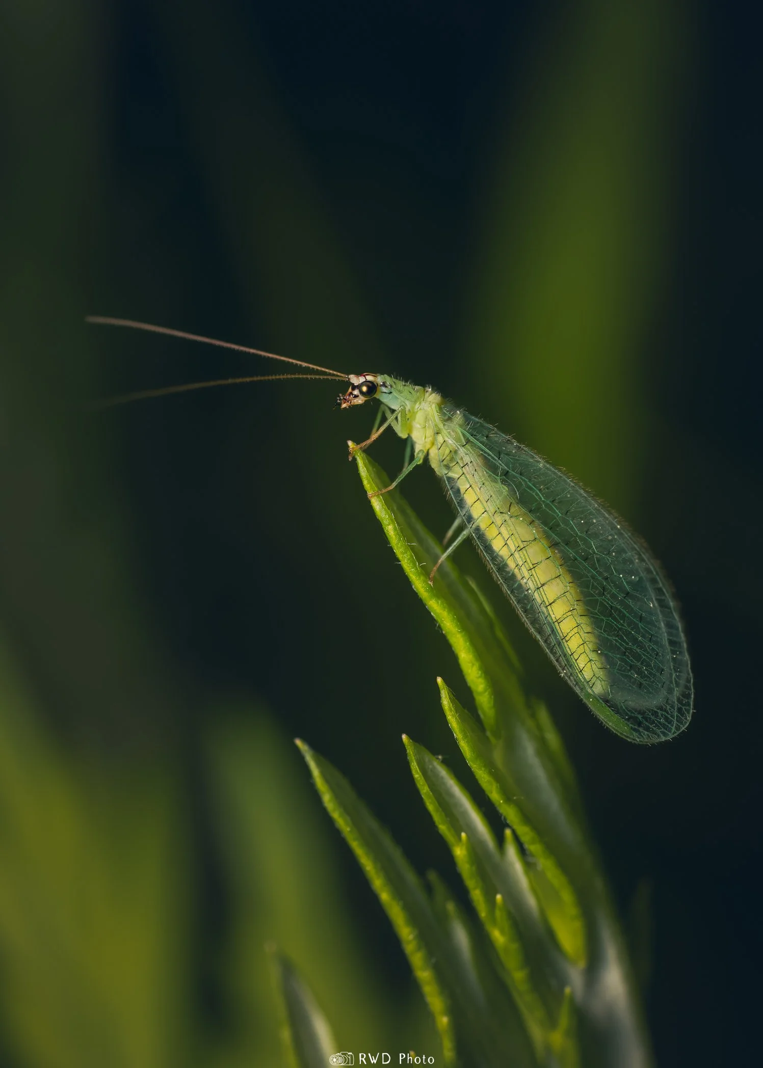 053024_Chrysopa_GreenLacewing-1.jpg