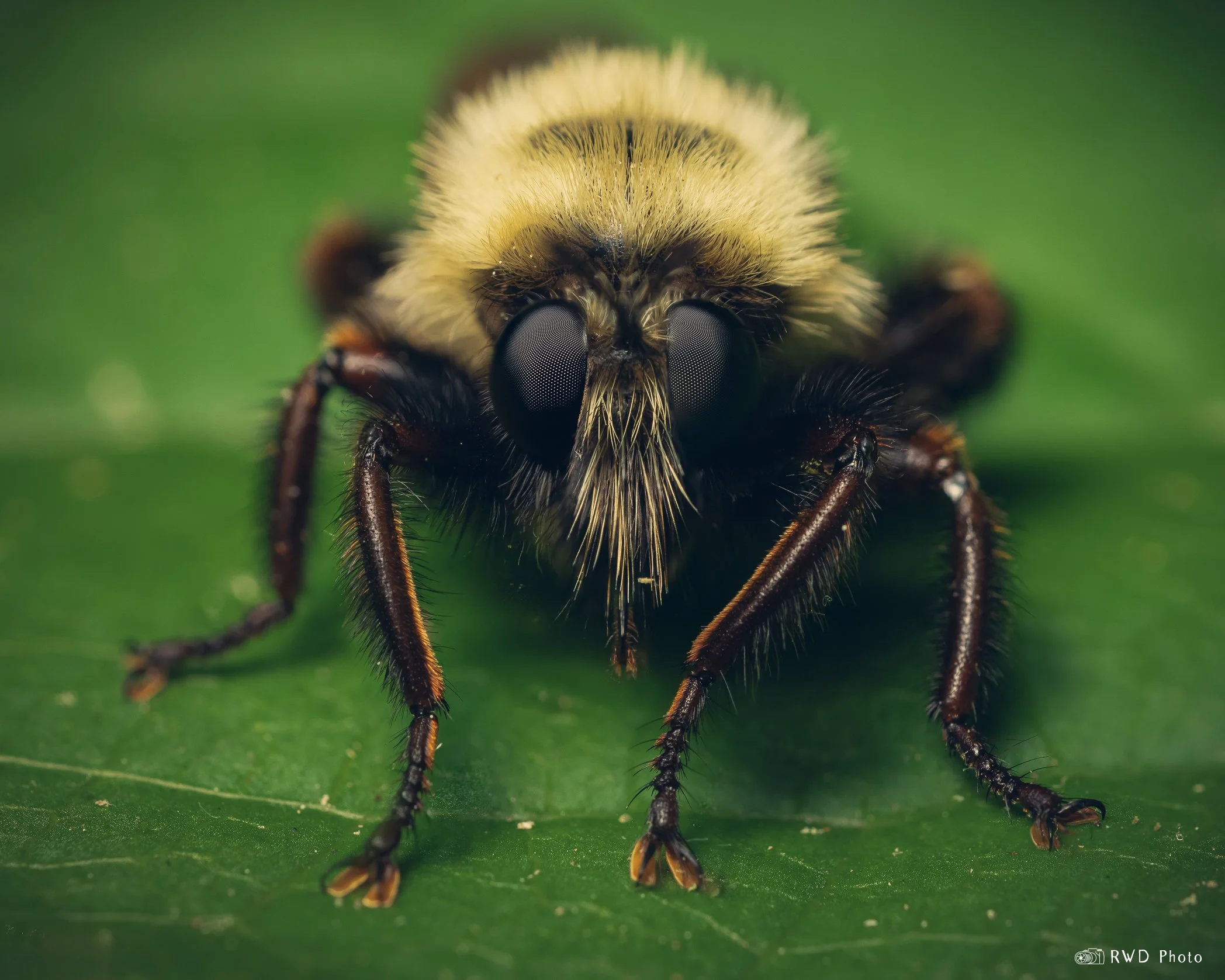 062024_Bumble-3.jpg