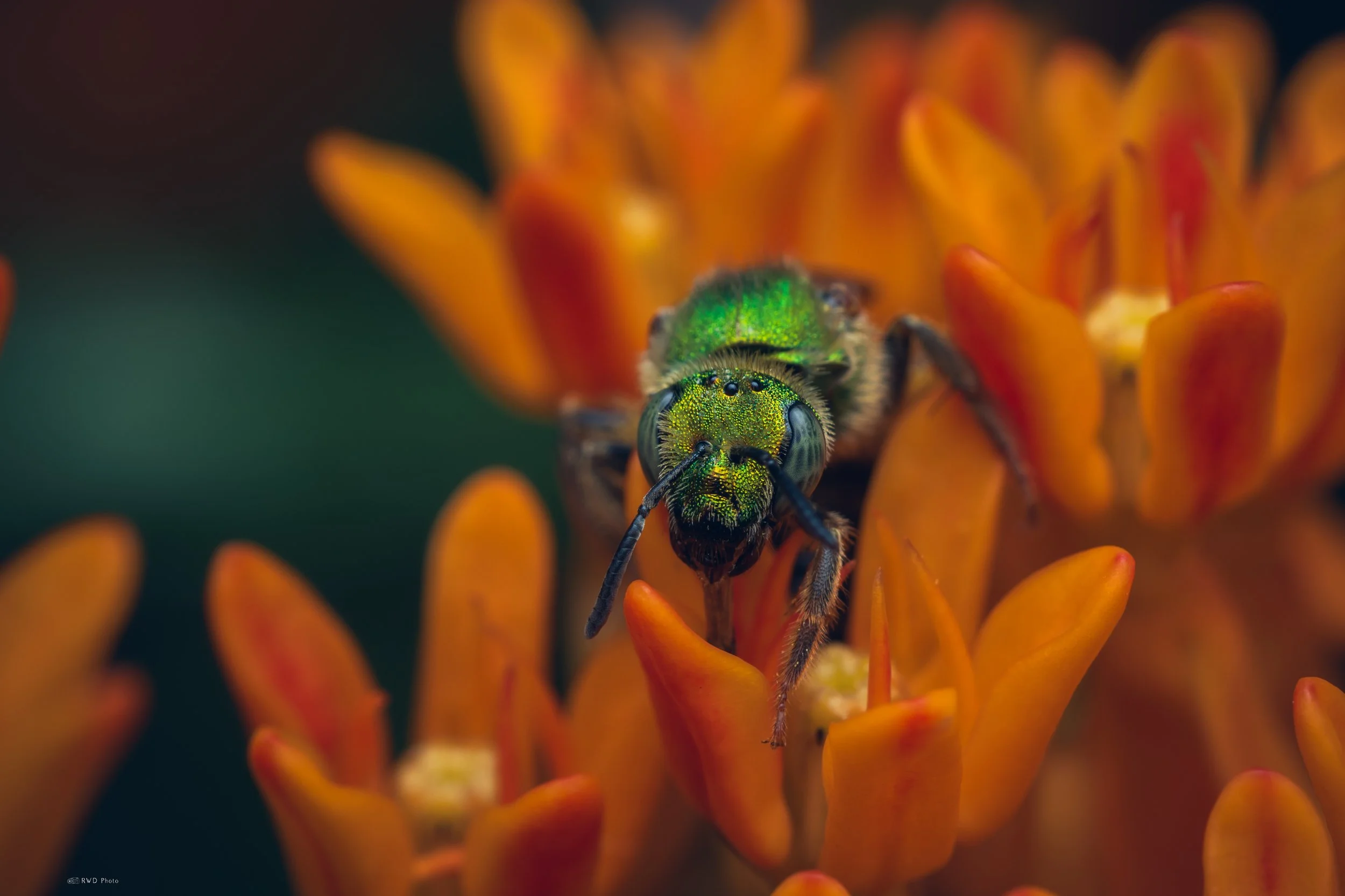 062926-Sweatbee-2.jpg