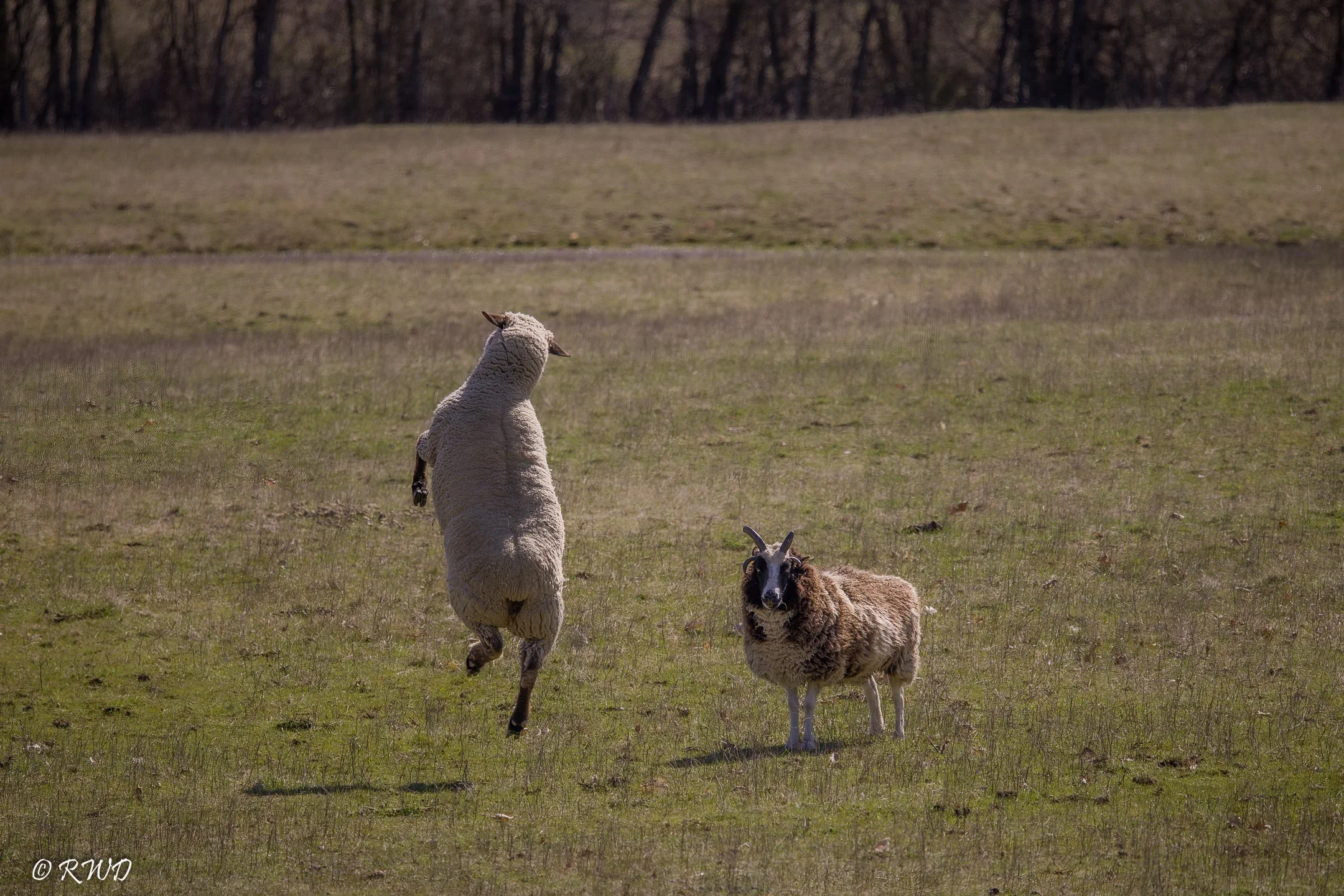 040823_SheepFun-1.jpg