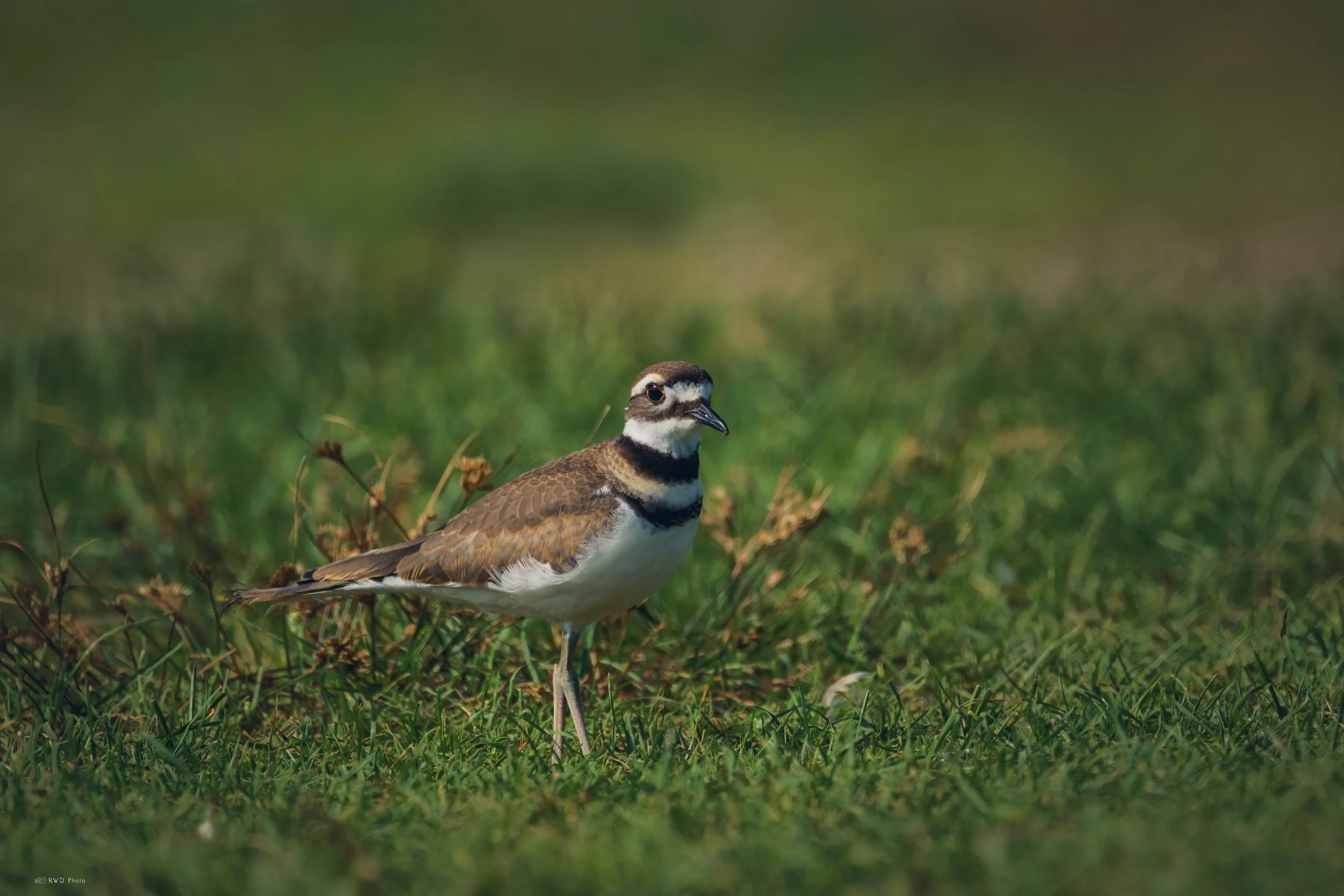 081626-Killdeer-1.jpg