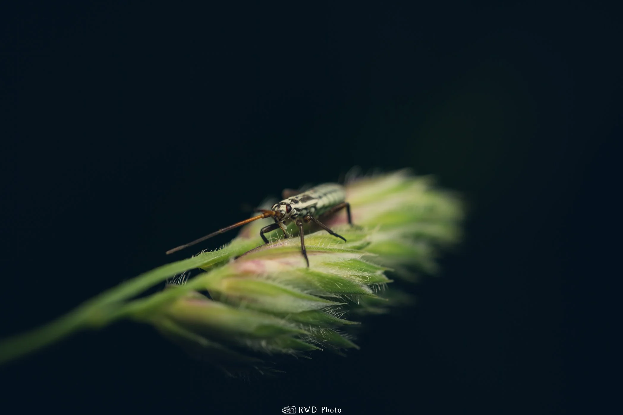 051924_Bug-1.jpg