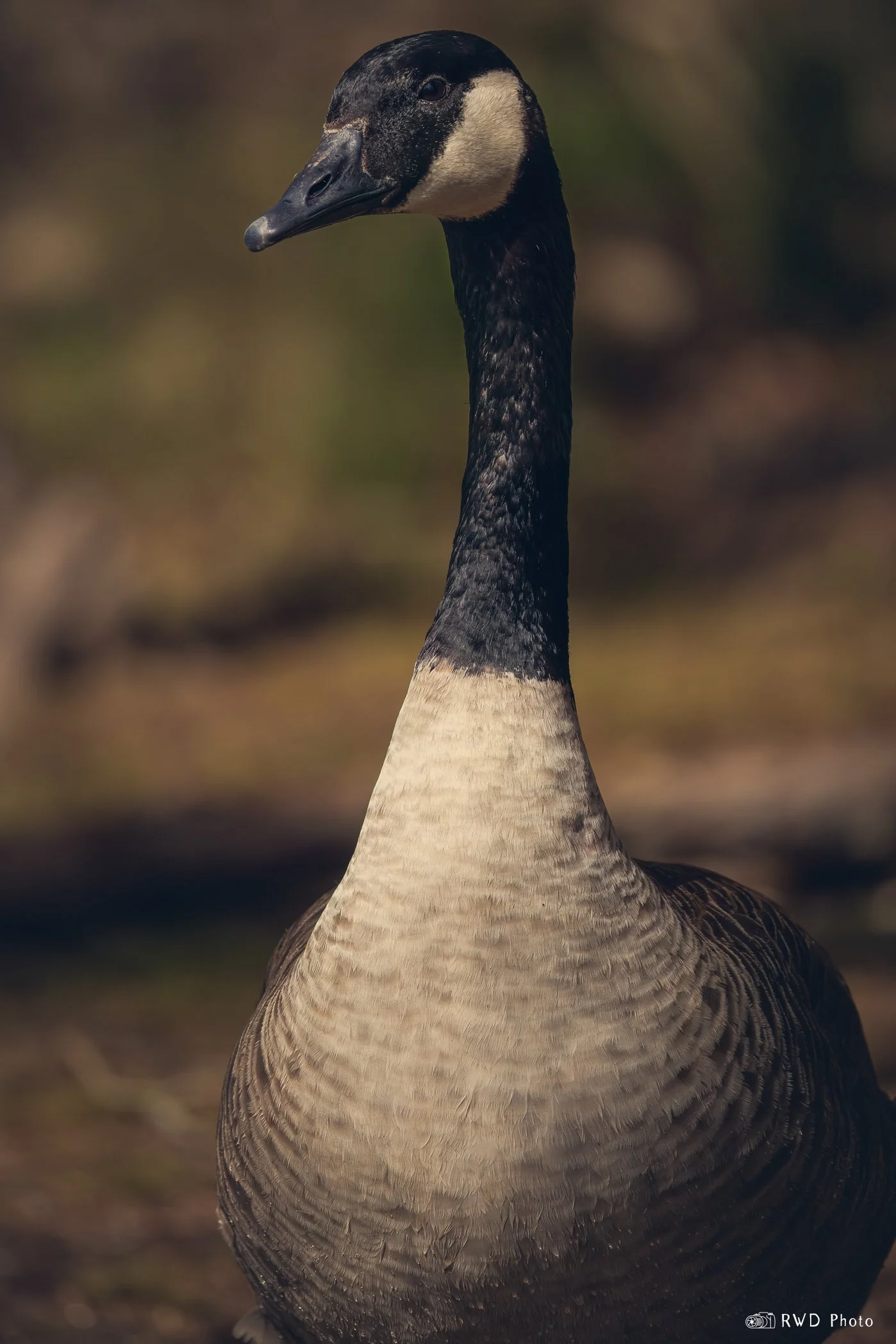 040624_CanadianGoose.jpg