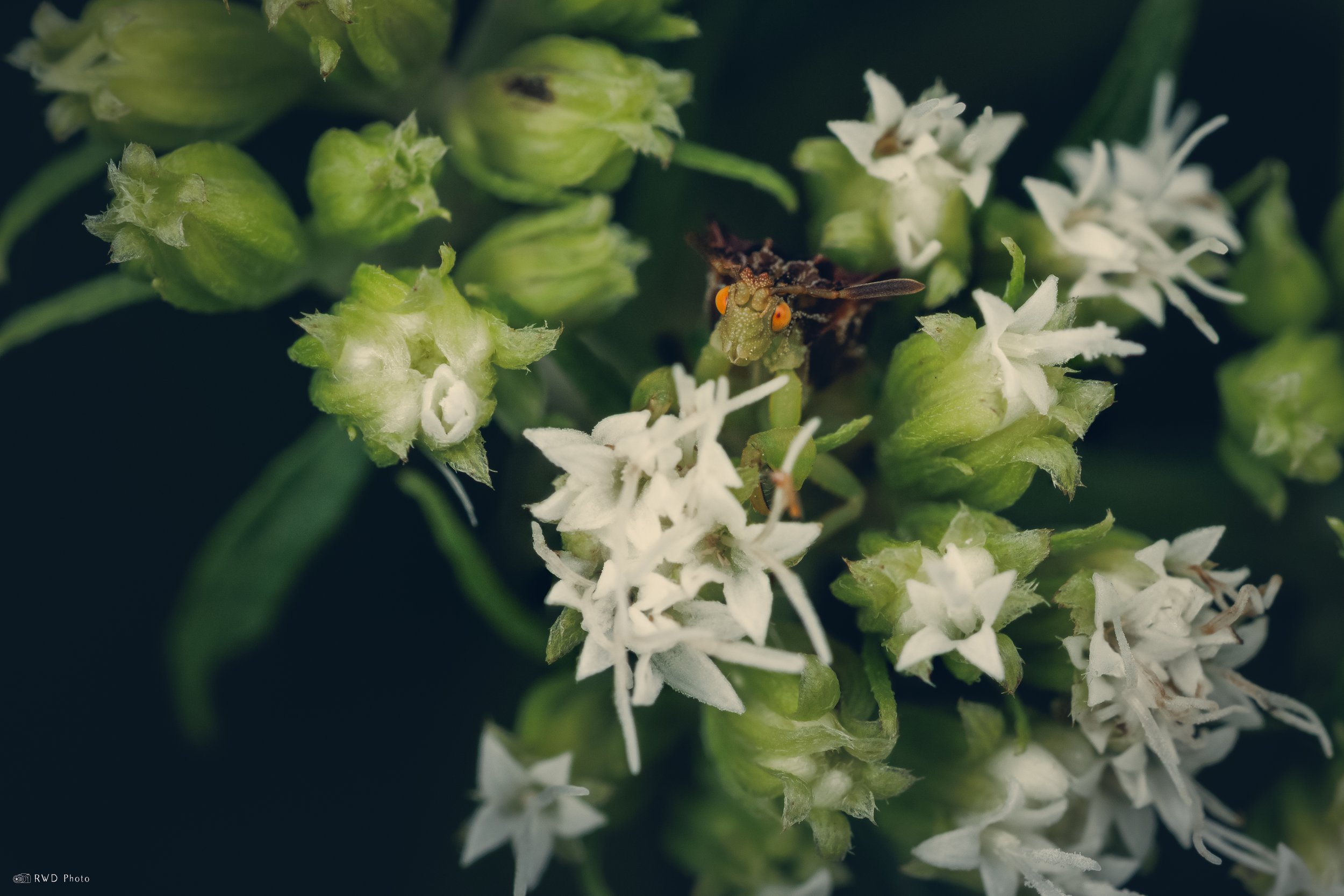 072125-AmbushBug.jpg