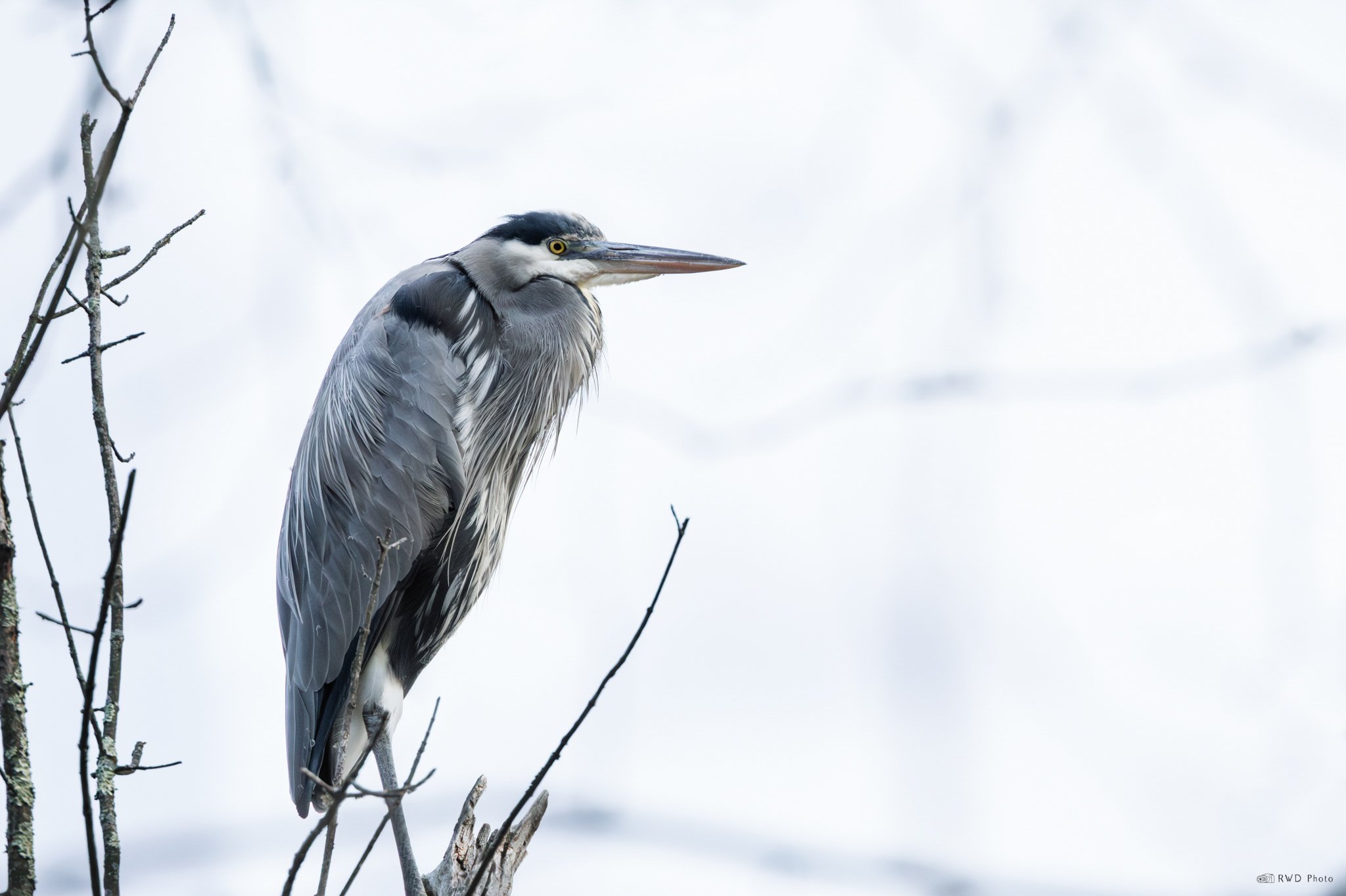 011725_BlueHeron.jpg
