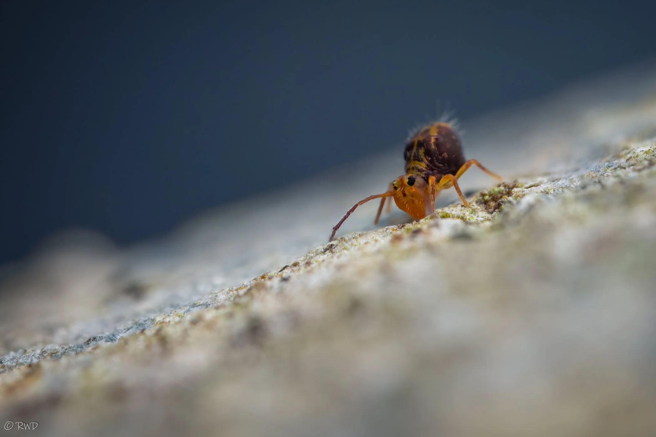 012924_Springtails-2.jpg