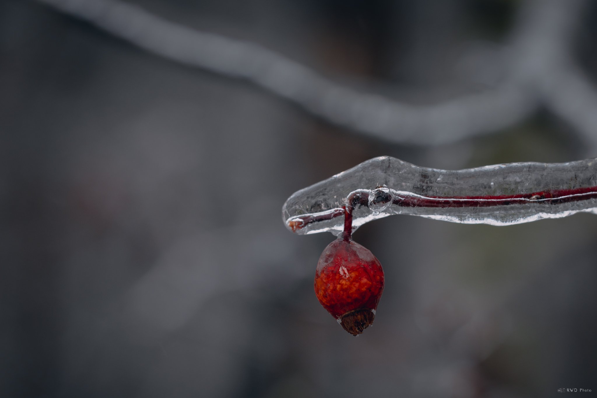 021625_IcyBuds-3.jpg