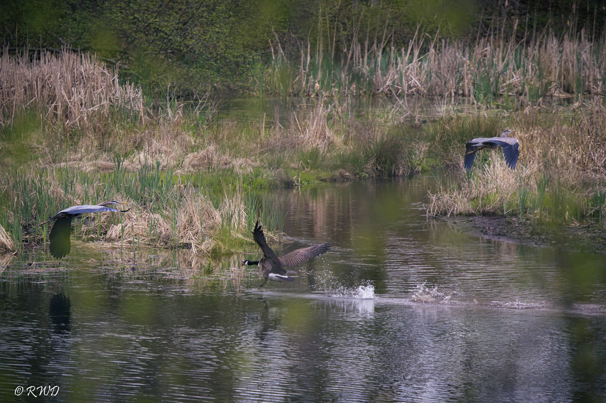 042723_HeronChase-3.jpg