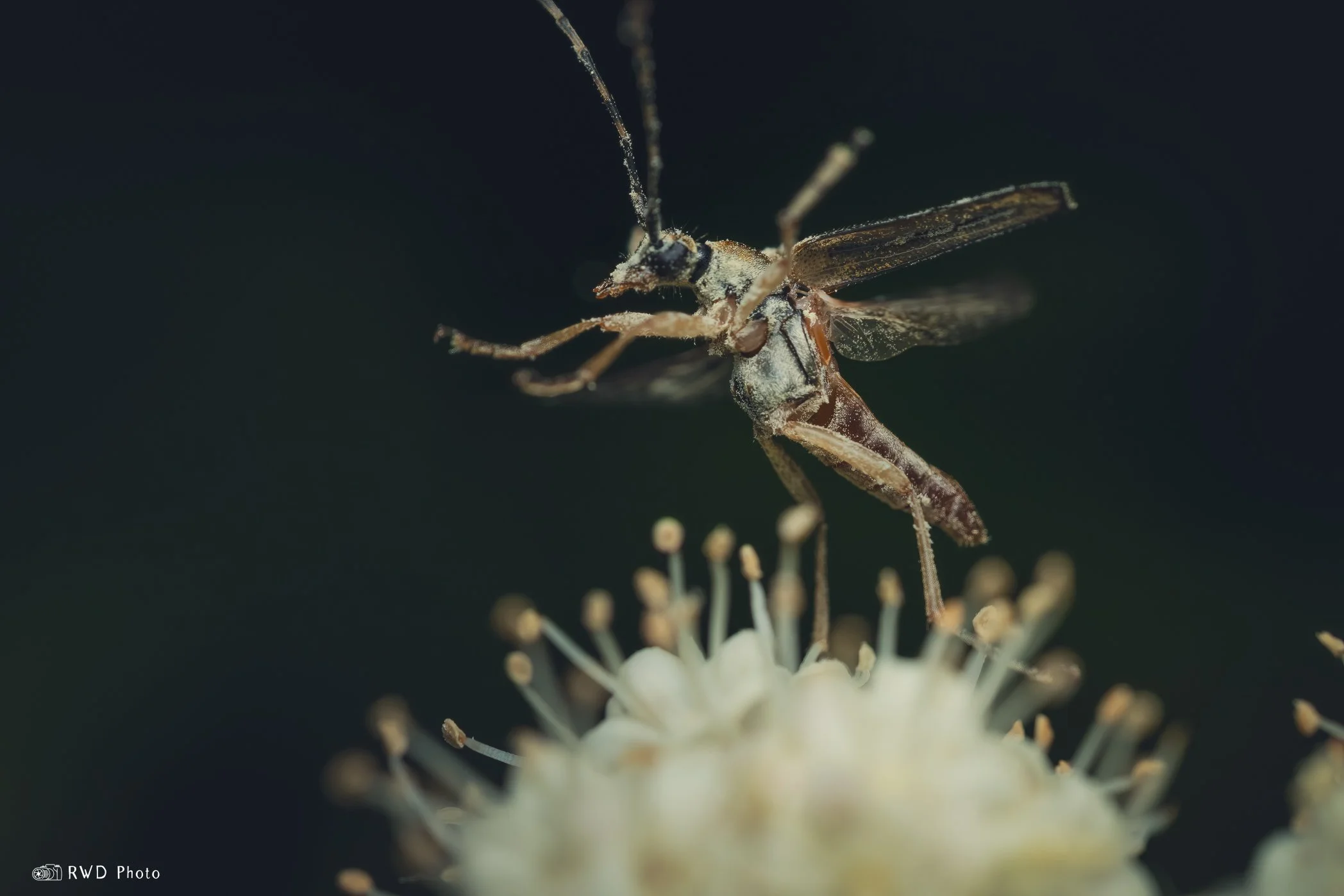 053124_LongHornedBeetle-1.jpg