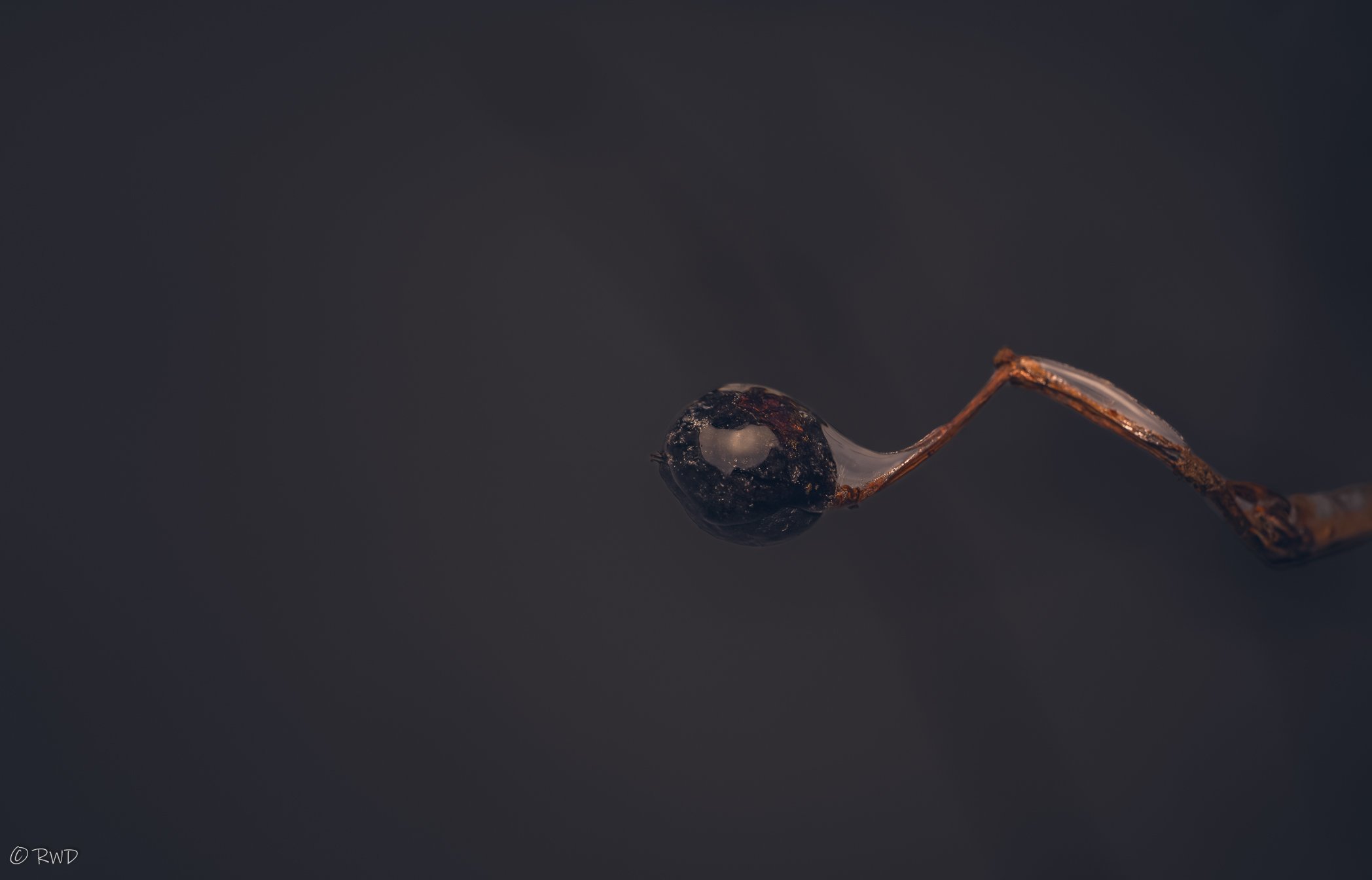 011724_Berry-1-2.jpg