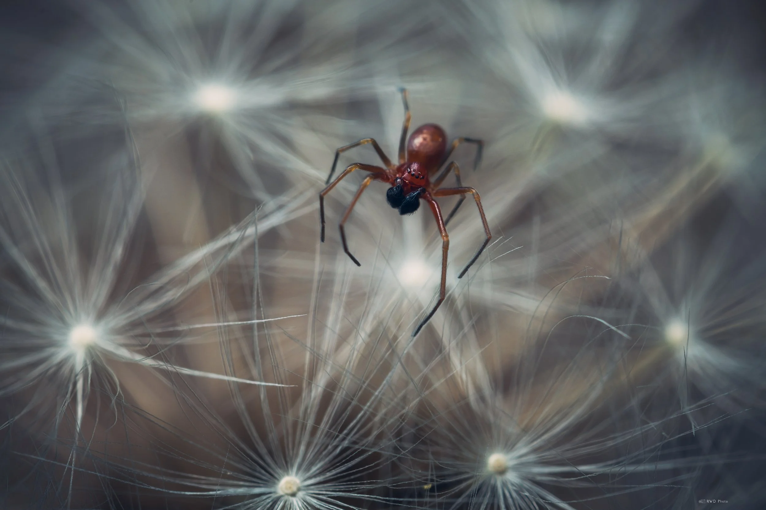 050726-Spider-1.jpg