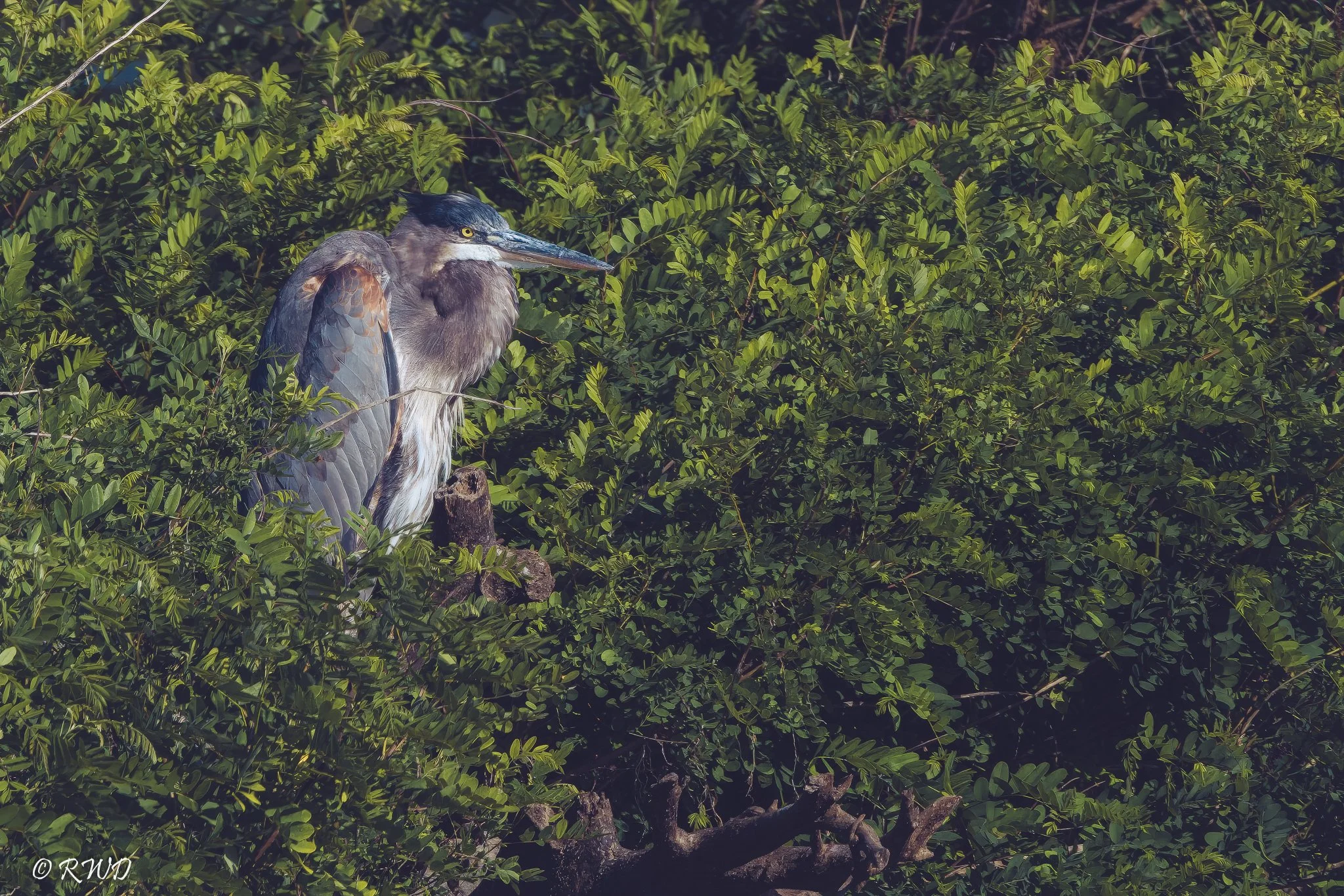 090123_GreatBlueHeron.jpg