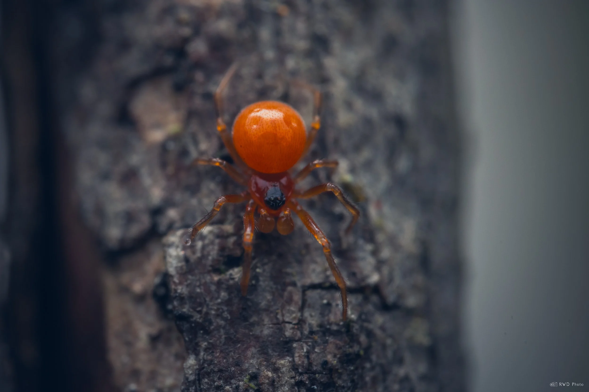 040326-OrangeSpider.jpg