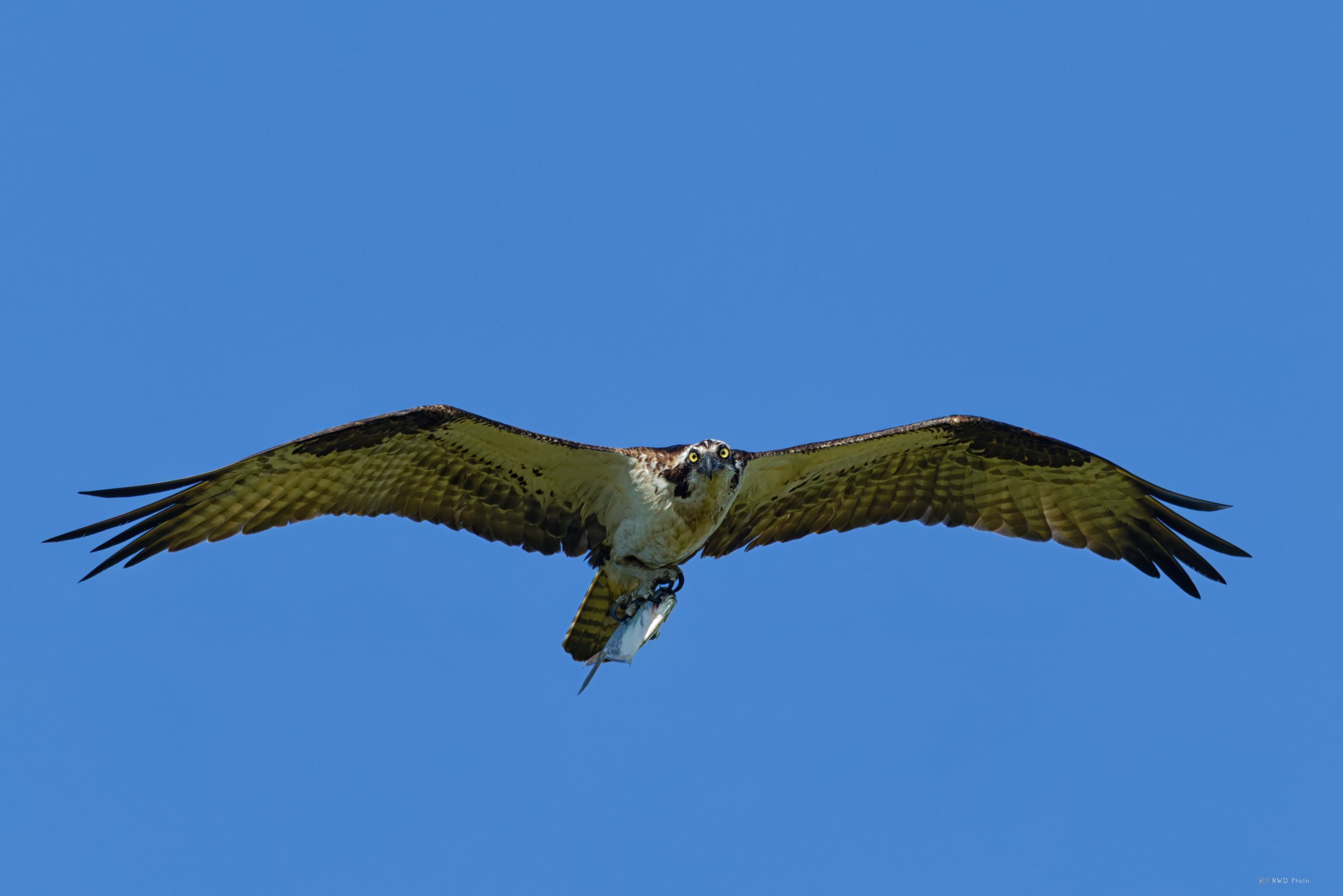 081626-Osprey-2.jpg