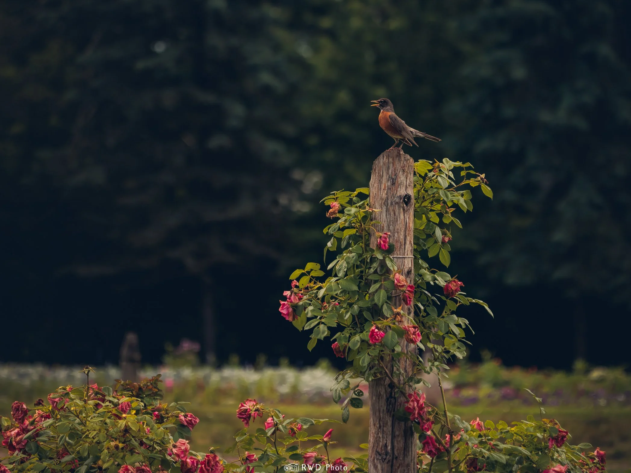 062324_RobinAndRoses-1.jpg
