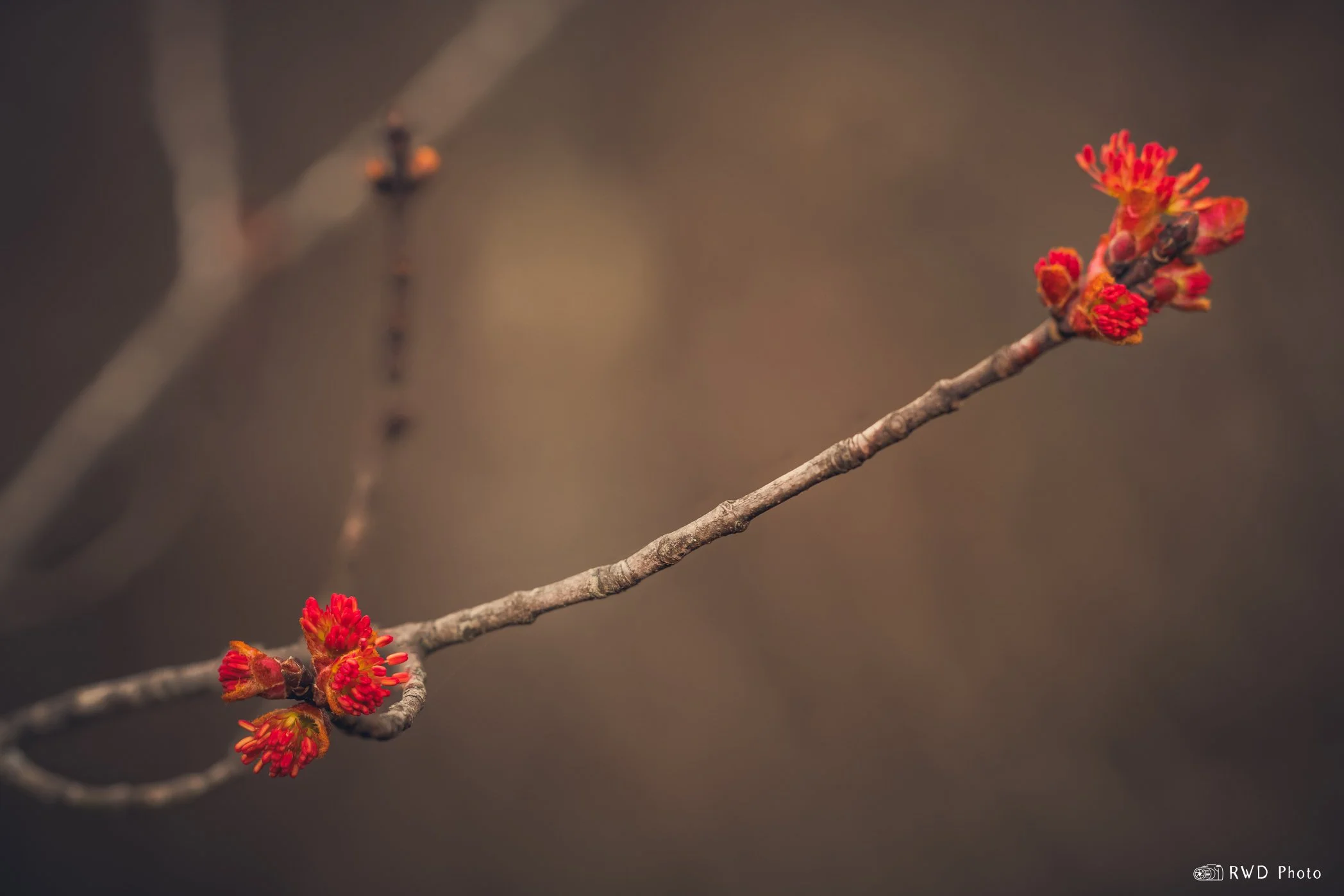 031624_LeafBlossom-1.jpg
