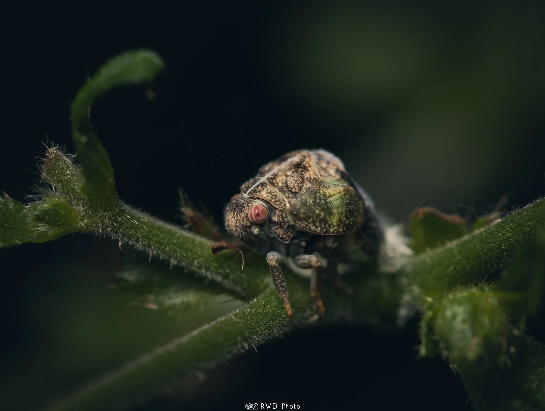 072624_LeafHopperLarva-1.jpg
