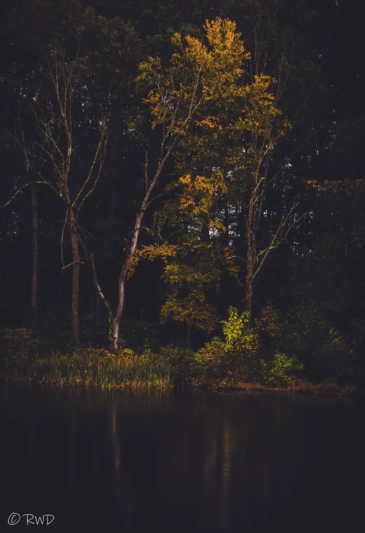 100723_MoodyForest-2.jpg