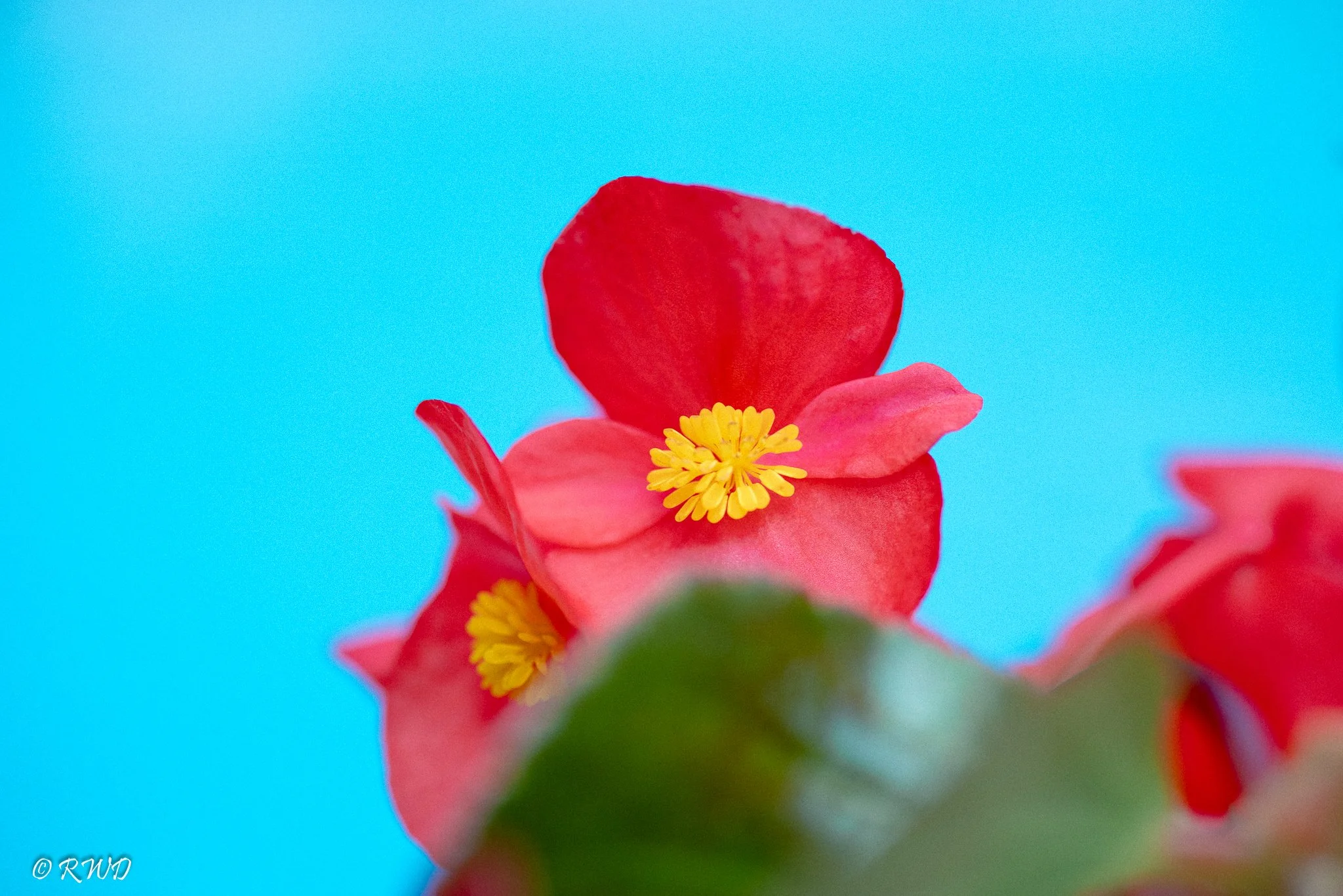 072923_Begonias.jpg
