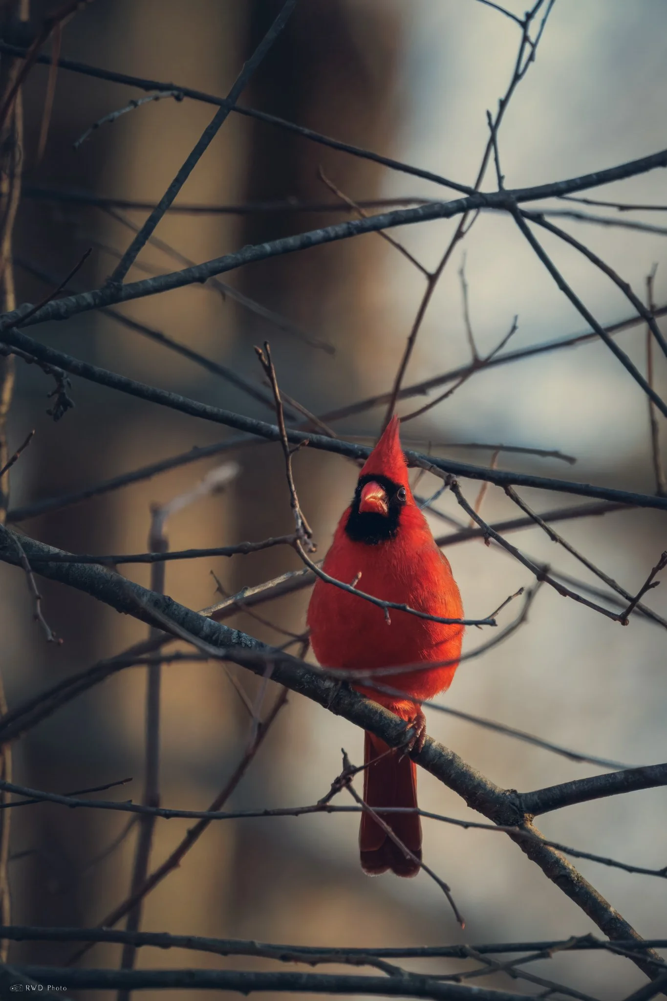 011225_Cardinal.jpg