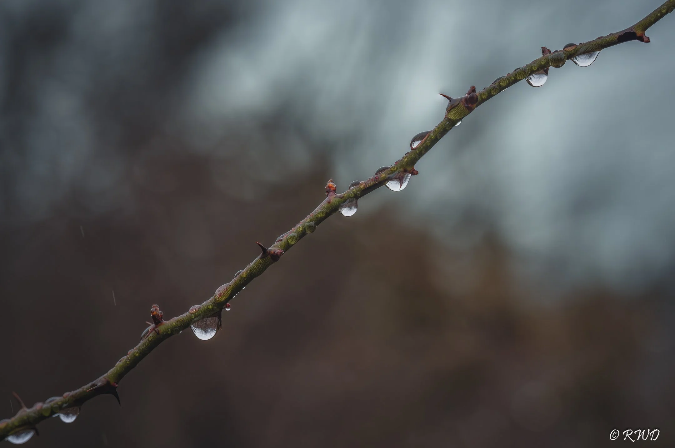 022323_ThornDroplets_D.jpg