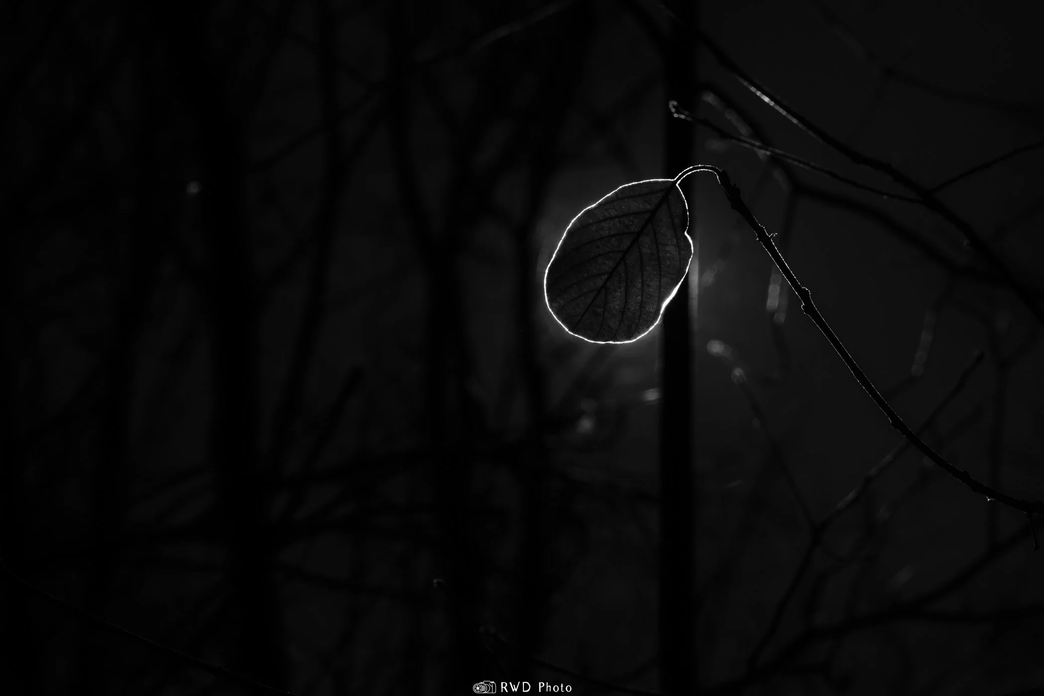 112524_BWLeaves-2.jpg