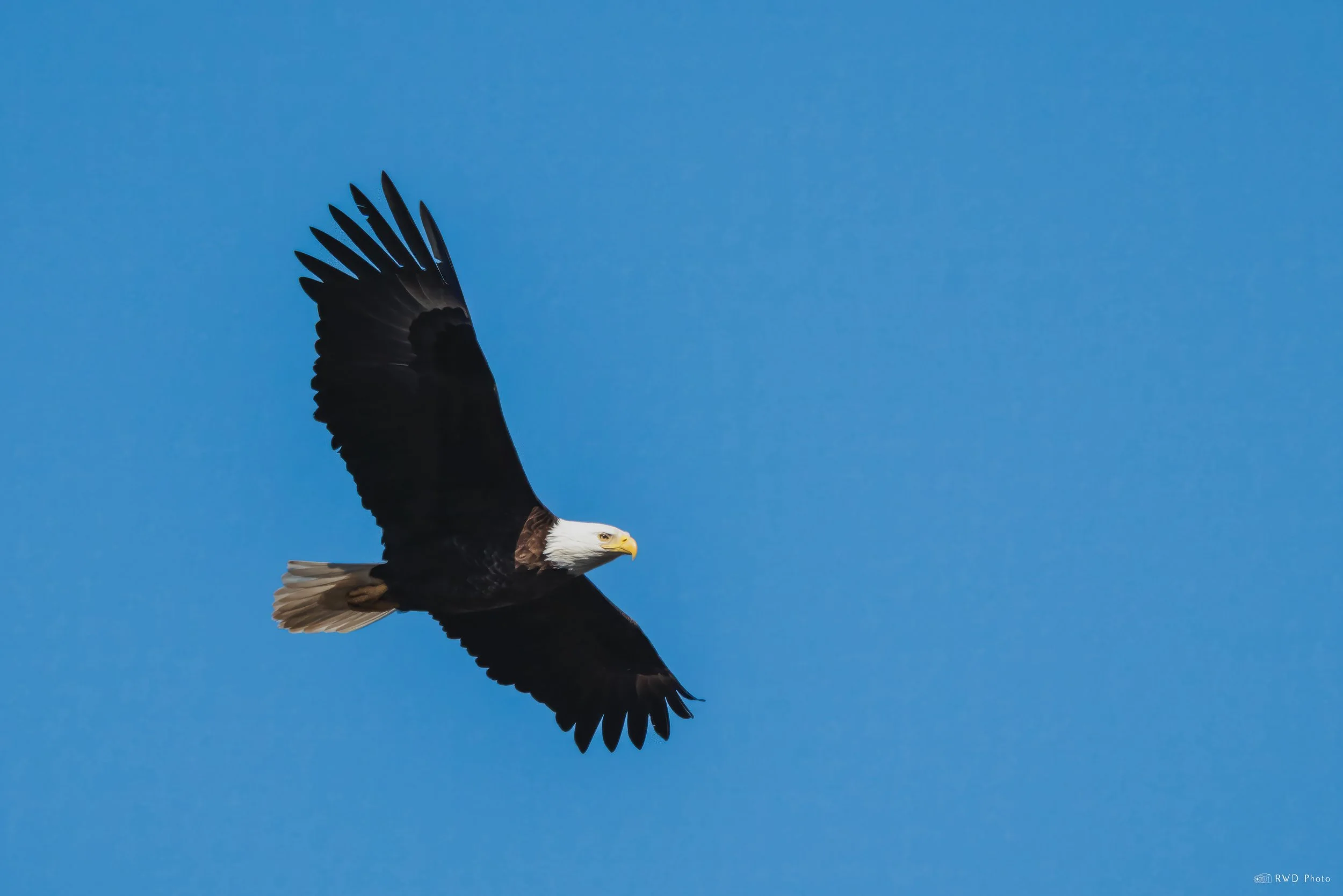 032126-BaldEagle-2.jpg