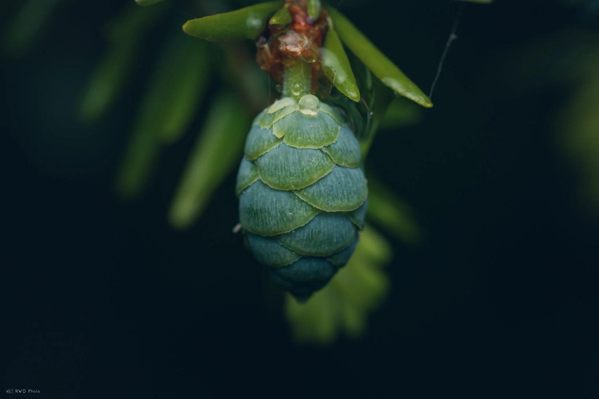 052225-Pinecone.jpg
