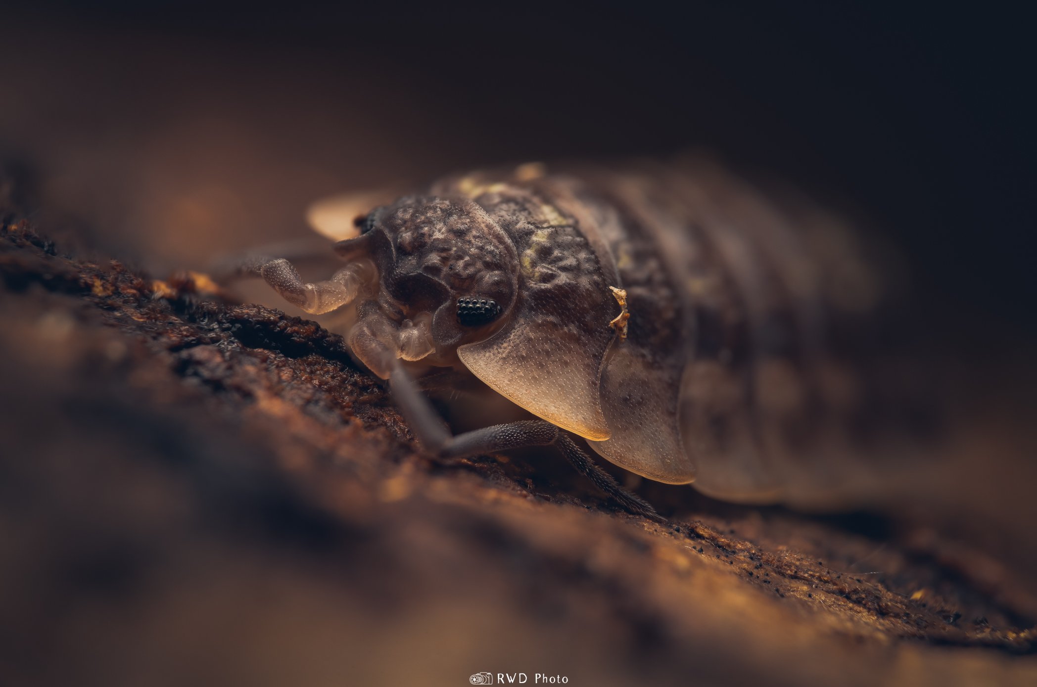030624_CommonWoodlouse.jpg
