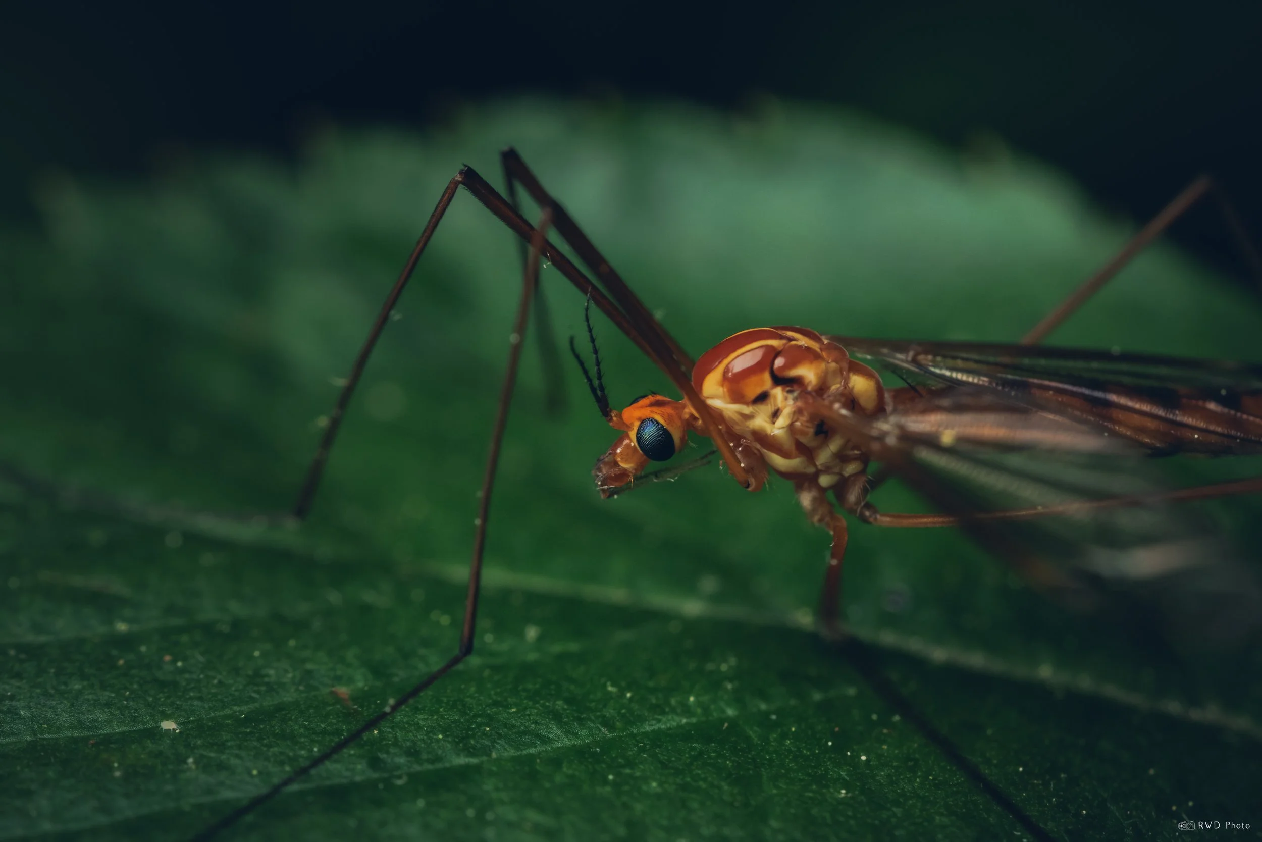 052125-TigerCranefly.jpg