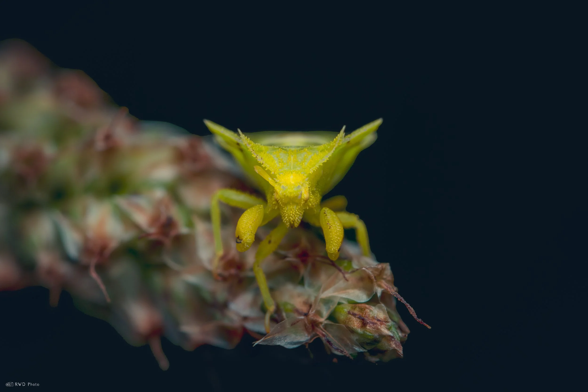 080125-AmbushBug.jpg