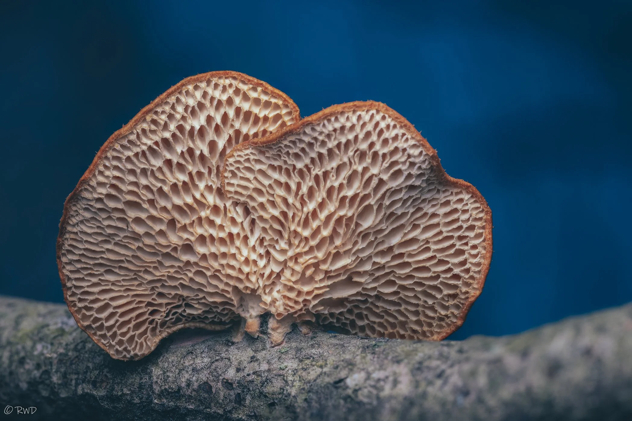 011224_MushroomUnderside-1.jpg