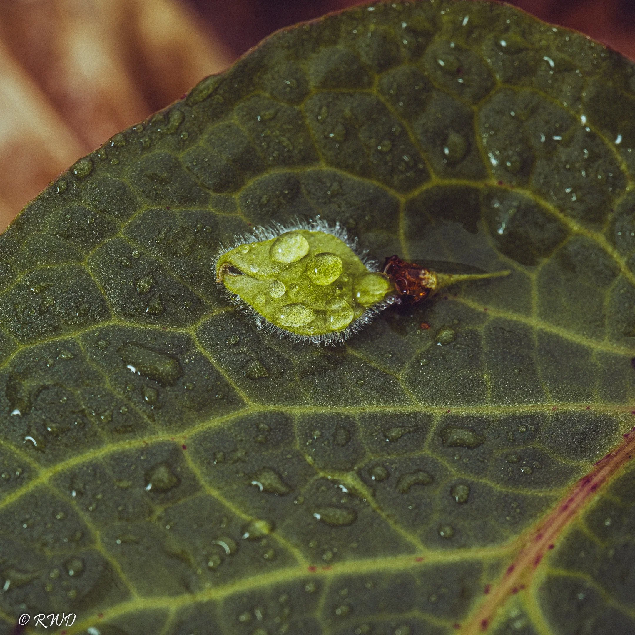 041723_WetLeaves.jpg