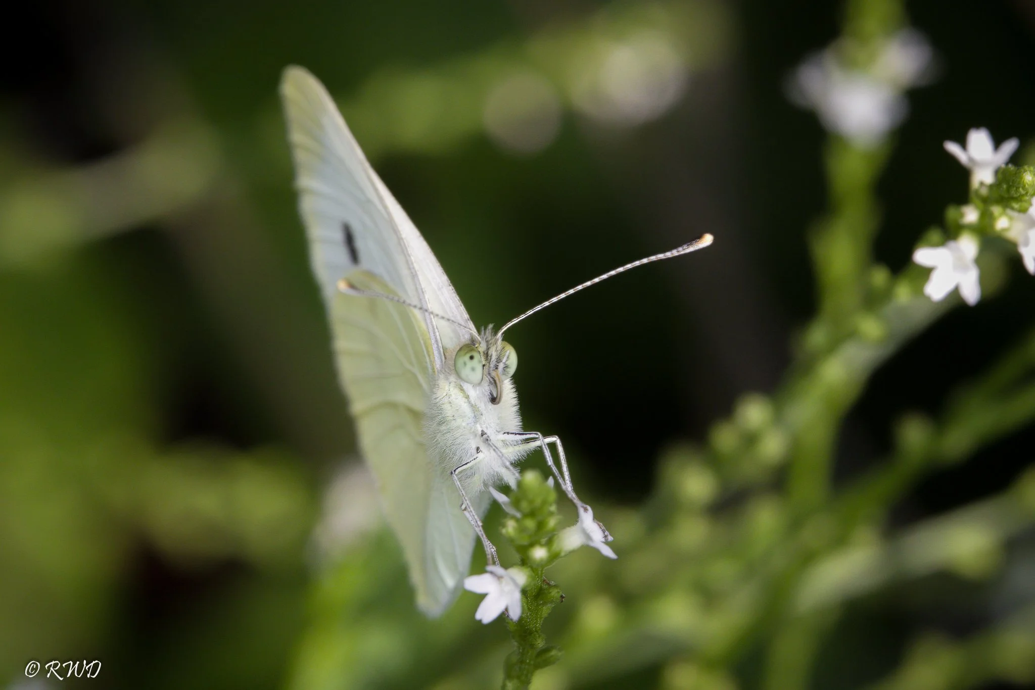 071823_WhiteMoth.jpg