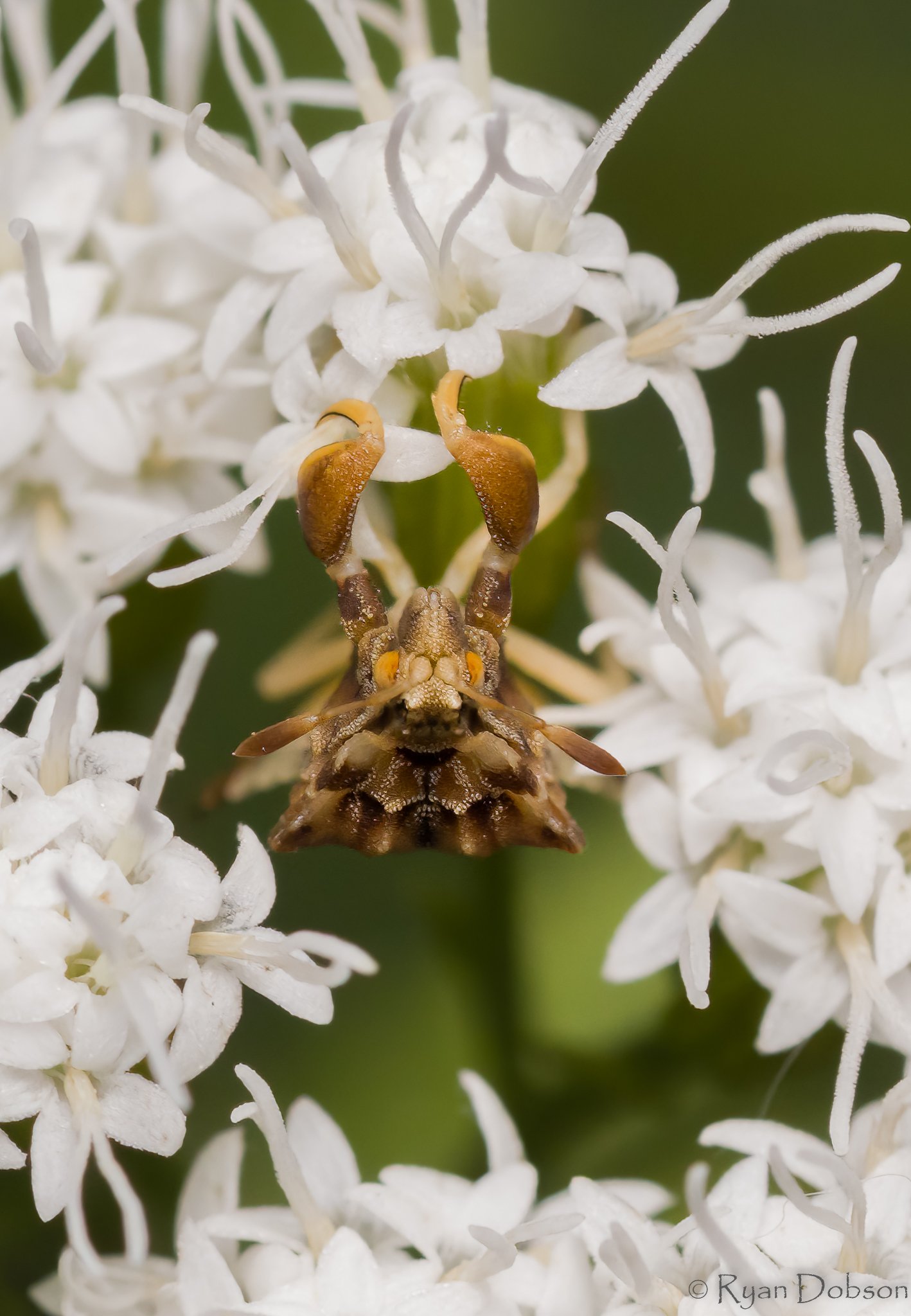 RWD-LeafFootedBug.jpg