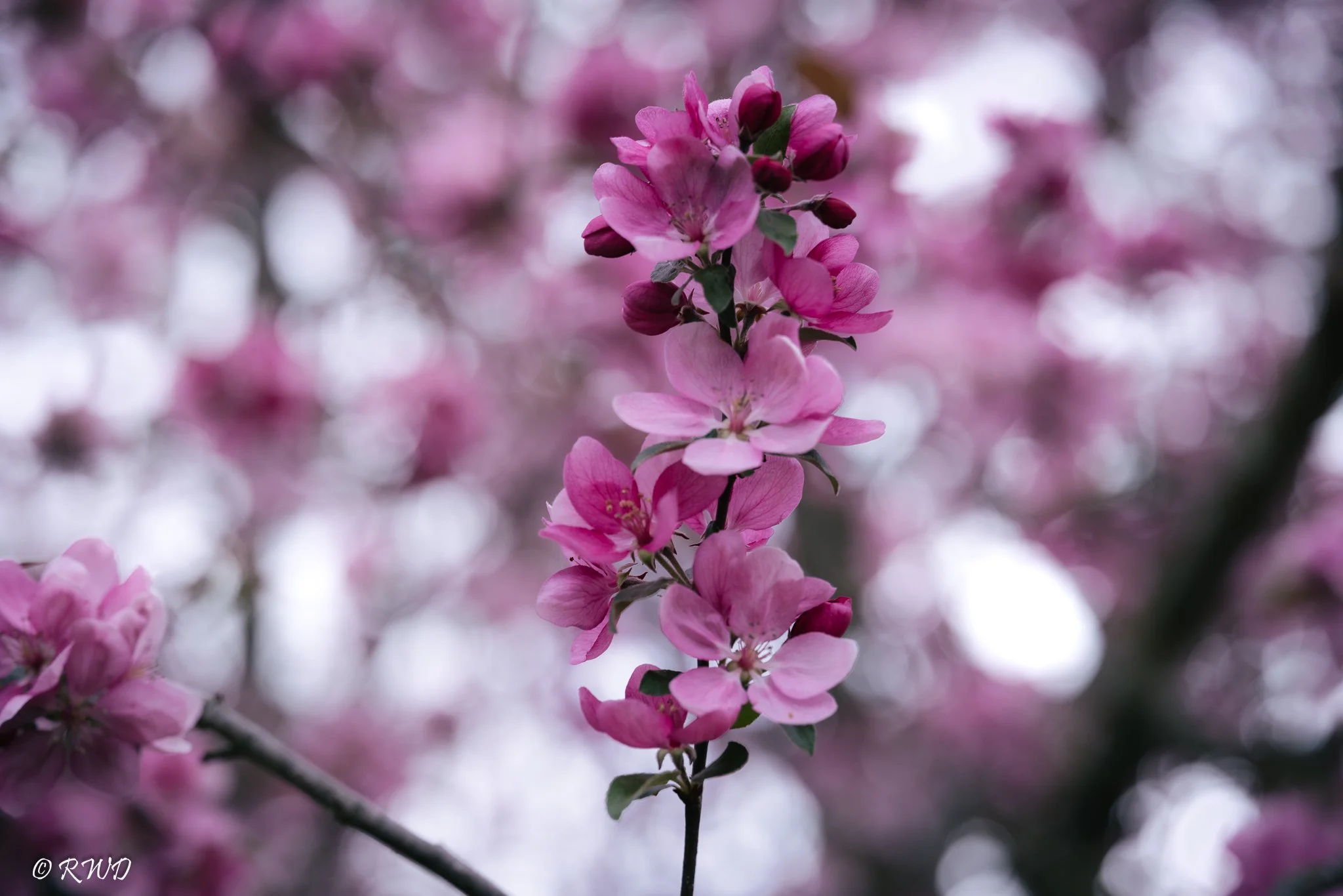 042223_TreeBlossoms.jpg