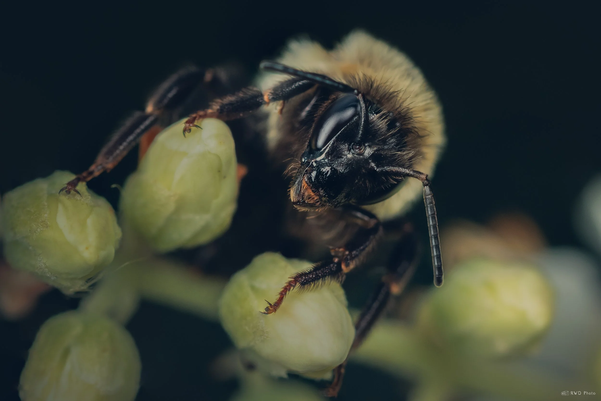 072725-Bumblebee.jpg