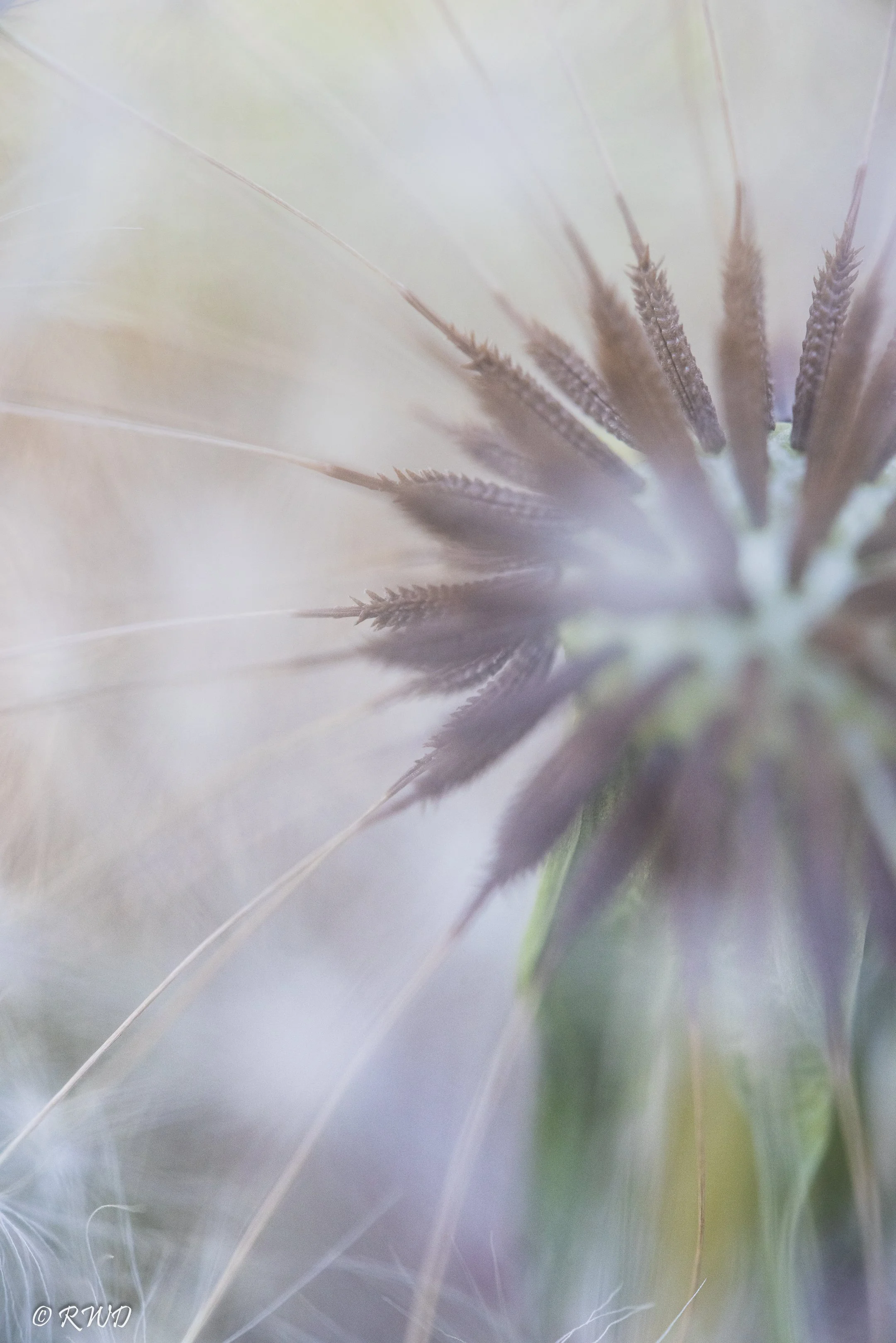 042023_DandelionSeeds-3.jpg
