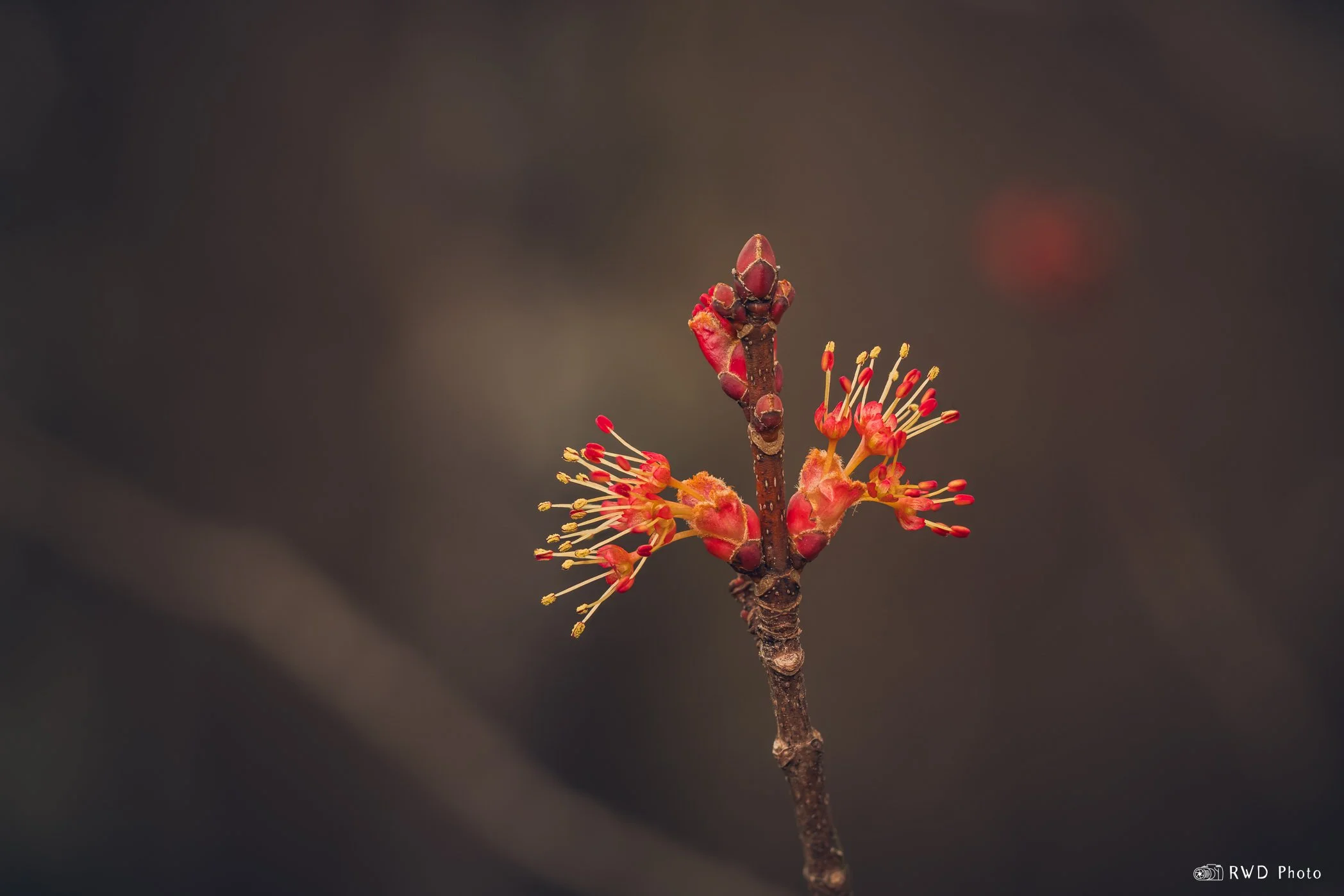 031624_LeafBlossom-2.jpg