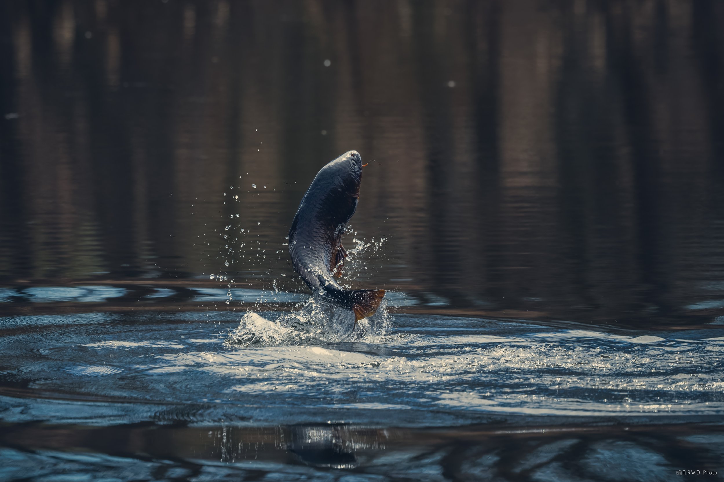 040426-JumpingCarp.jpg