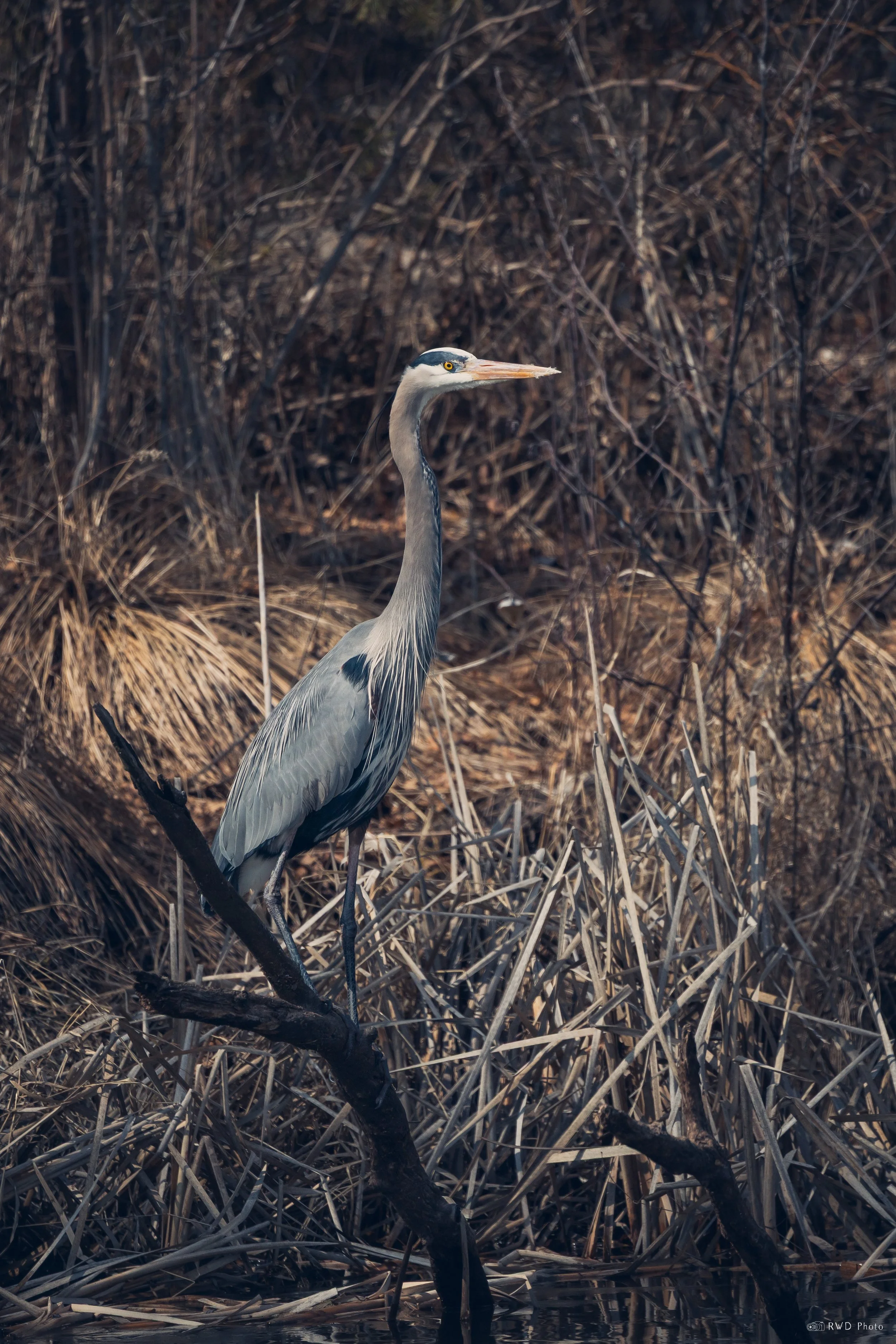 030925-GreatBlueHeron-1.jpg