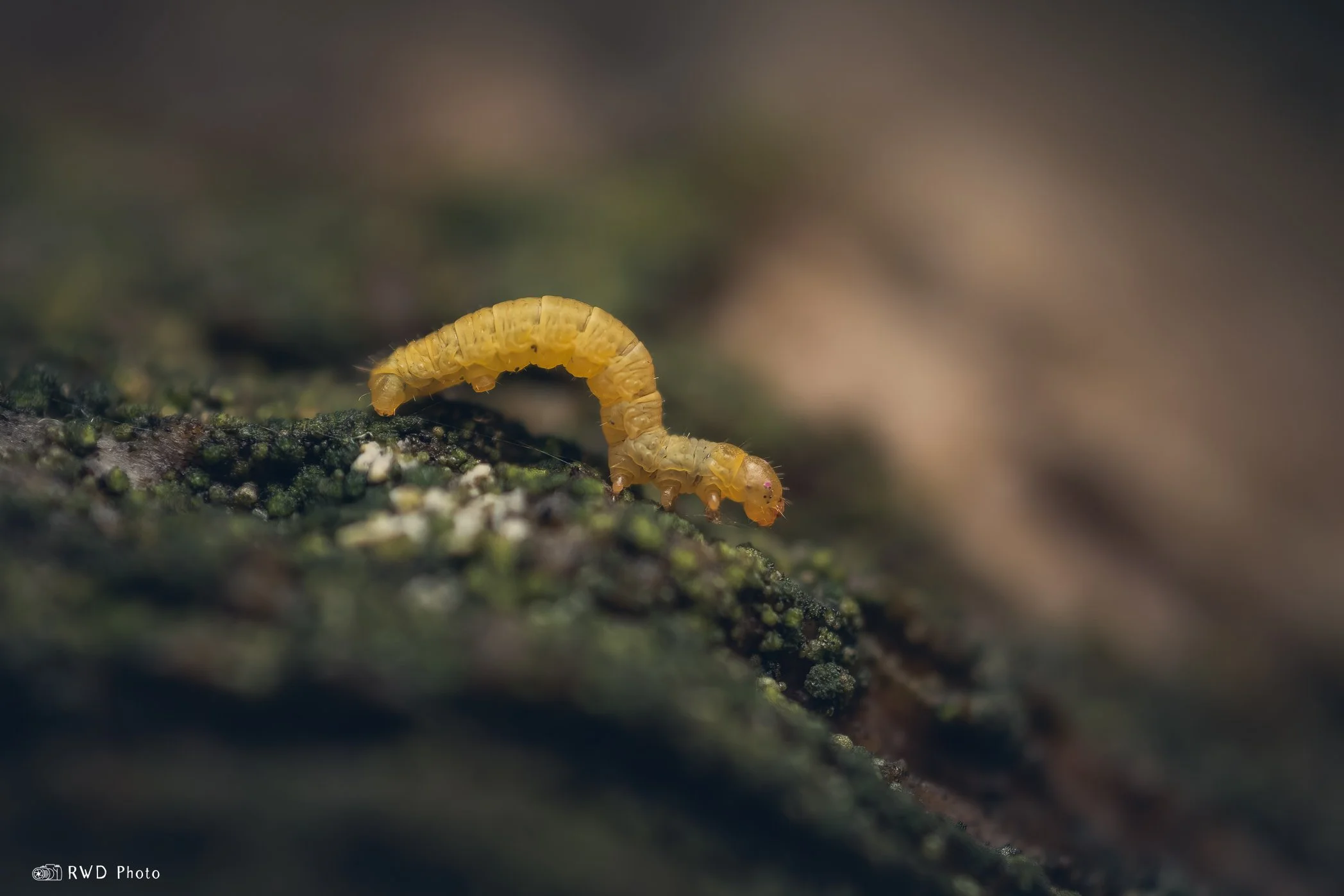040924_Inchworm-1.jpg