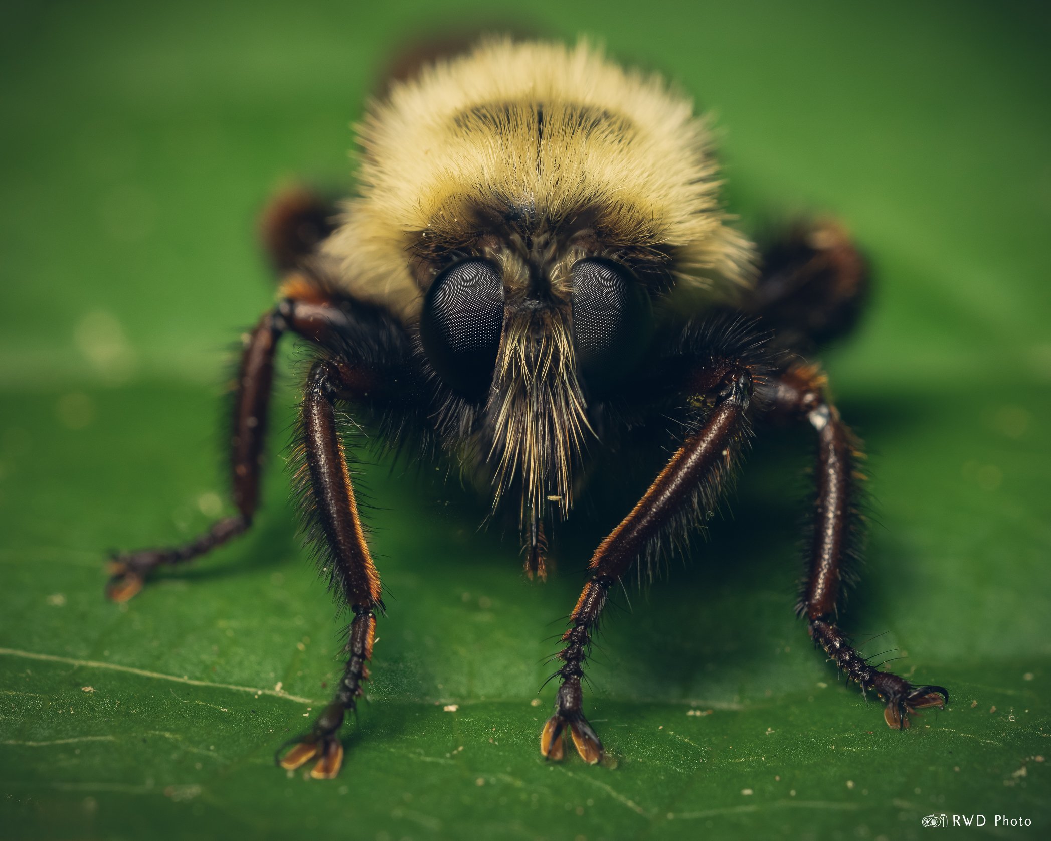 062024_Bumble-3.jpg
