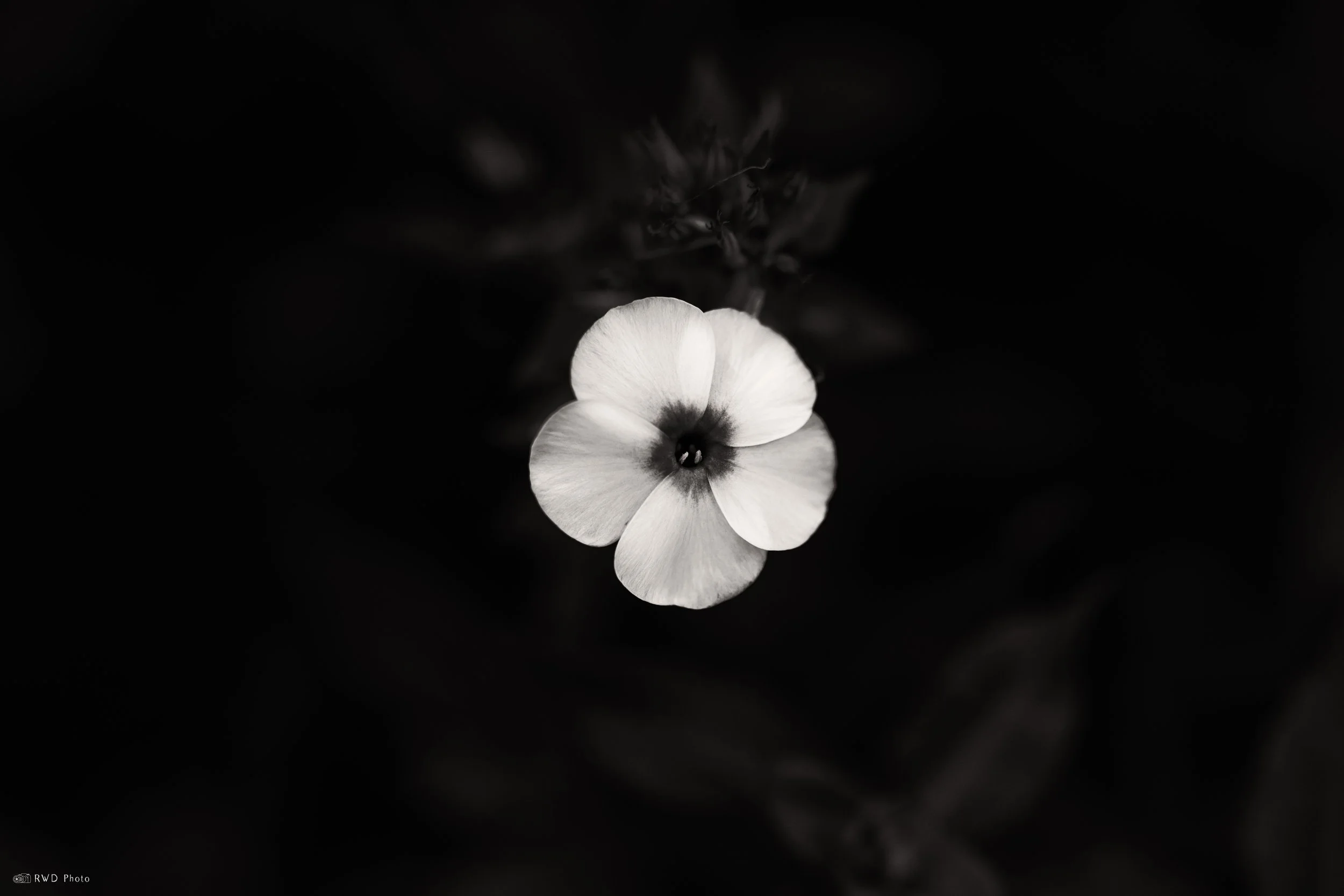 082425-BW-Flower.jpg