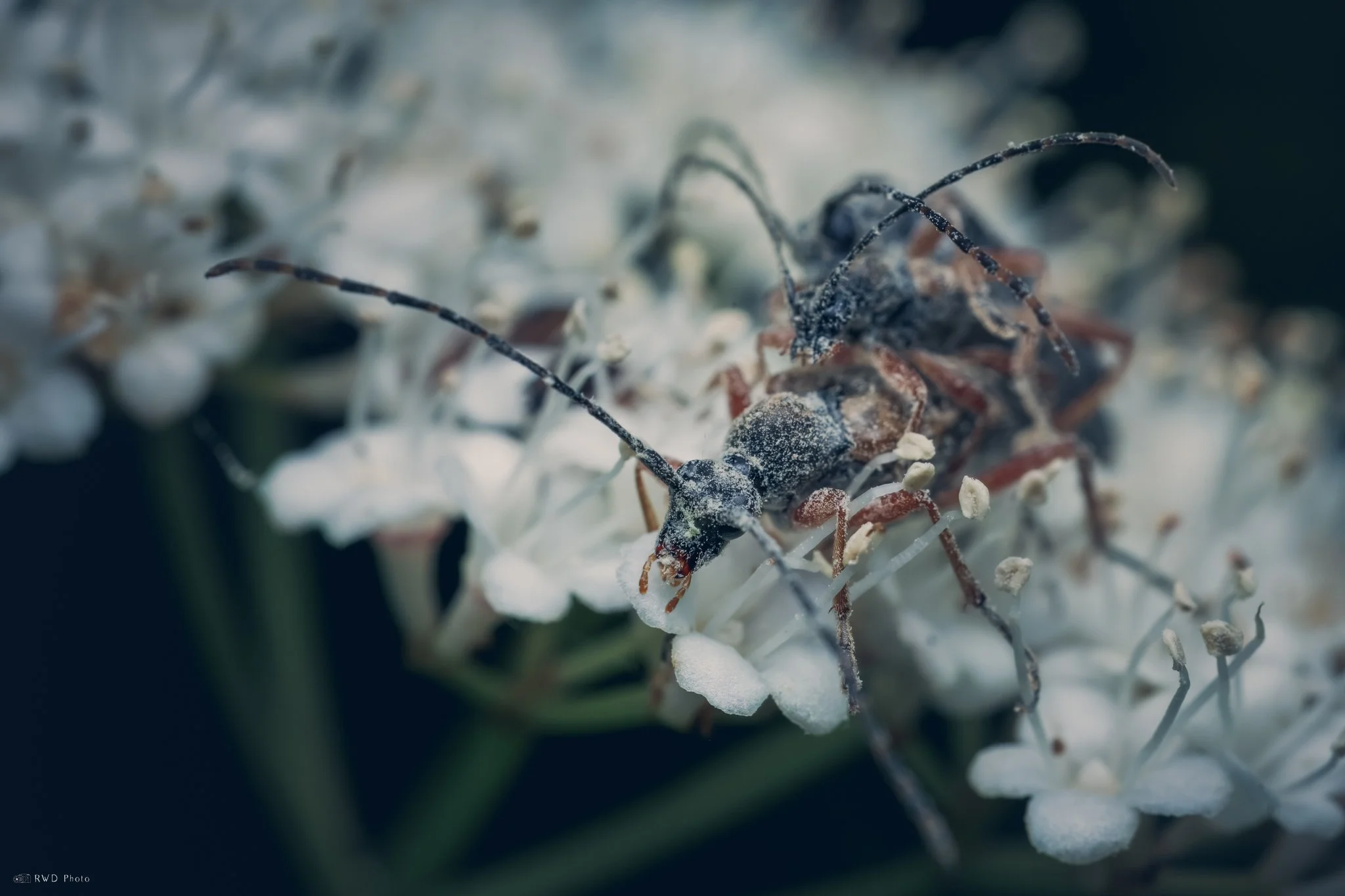 060425-LonghornBeetles.jpg