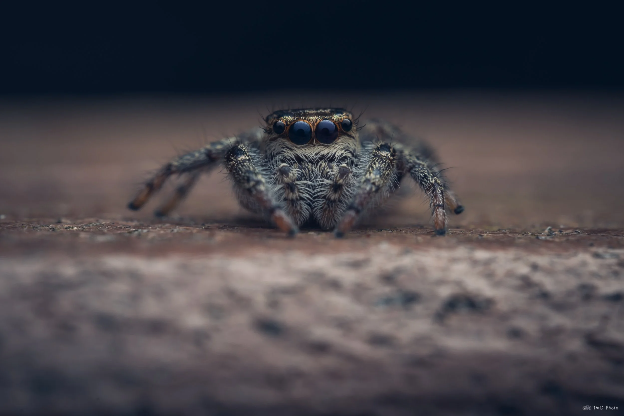 040926-JumpingSpider-1.jpg