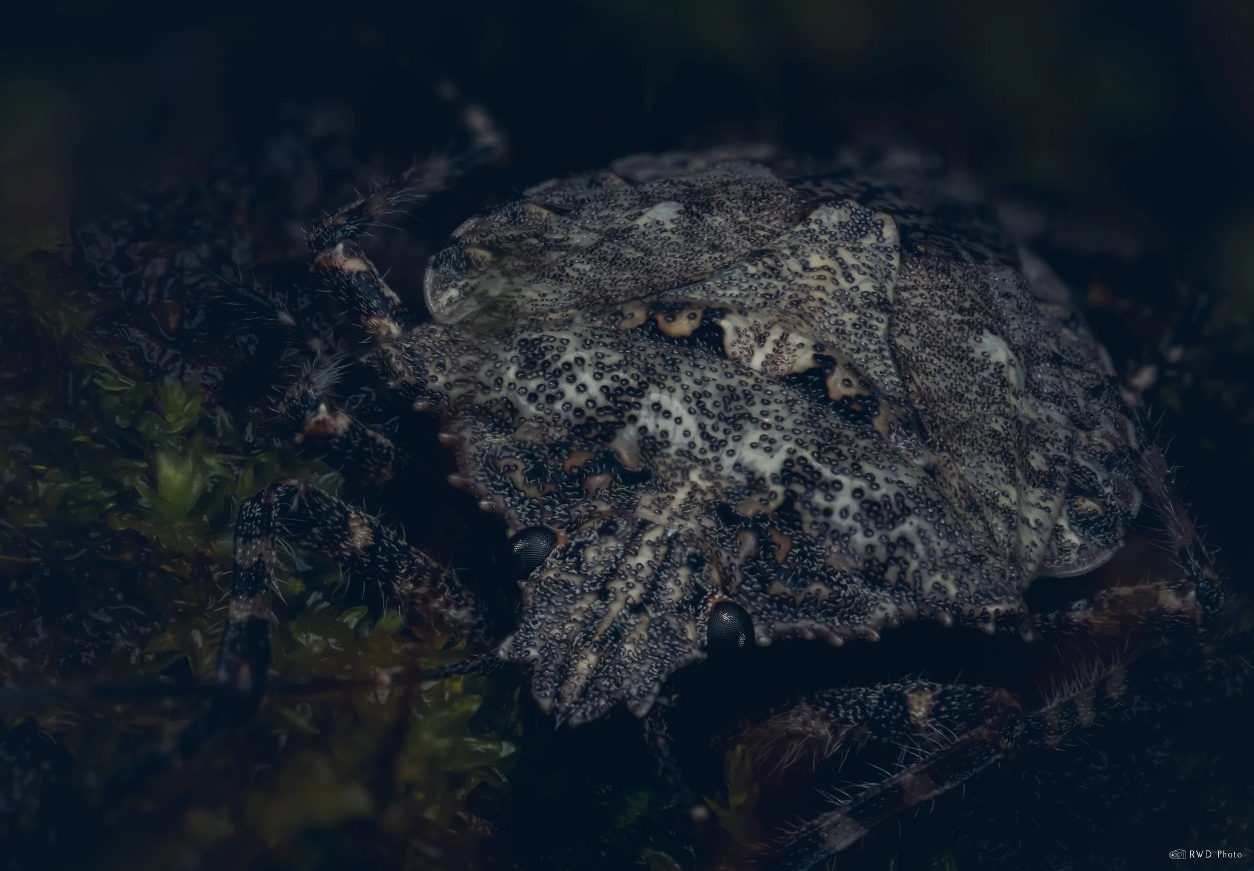 101425-ShieldBug-1.jpg