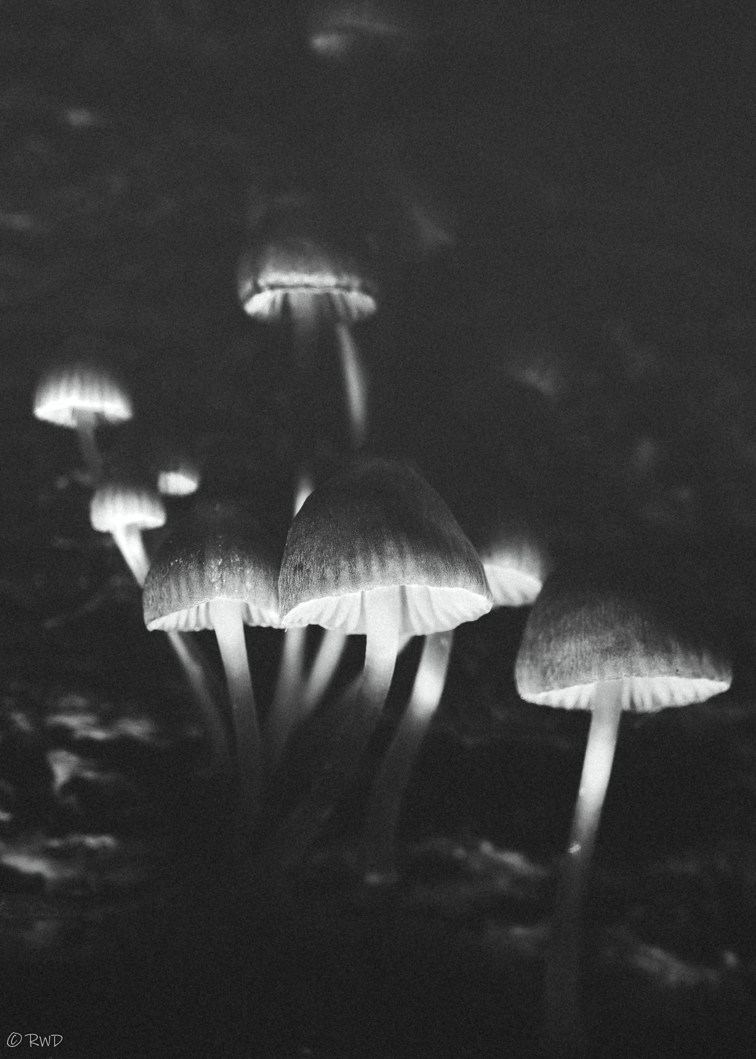 100923_BWFungi.jpg