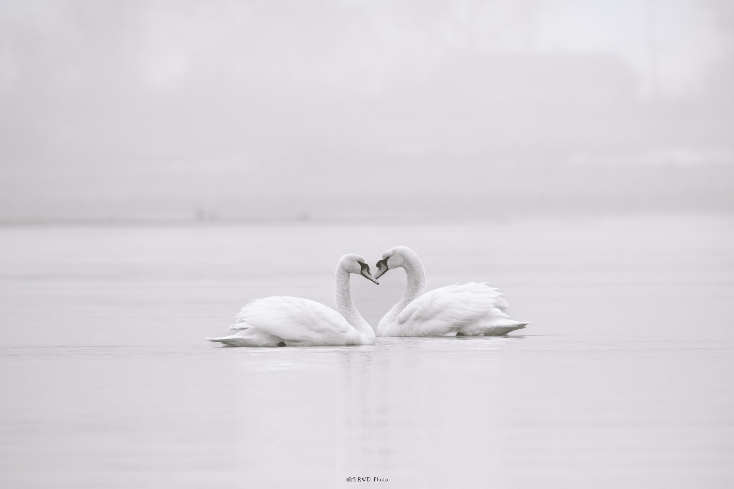030726-HeartSwans-1.jpg